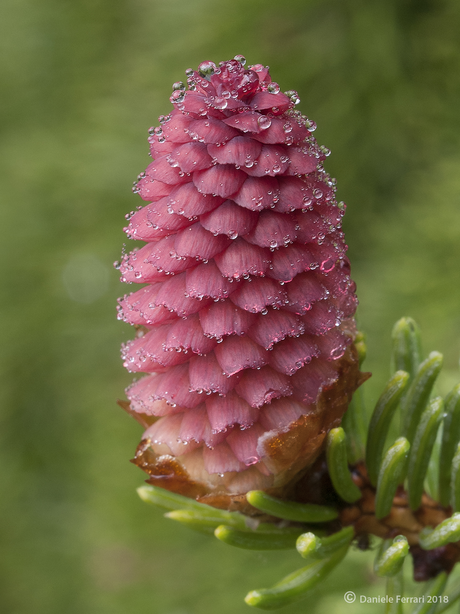 Picea abies