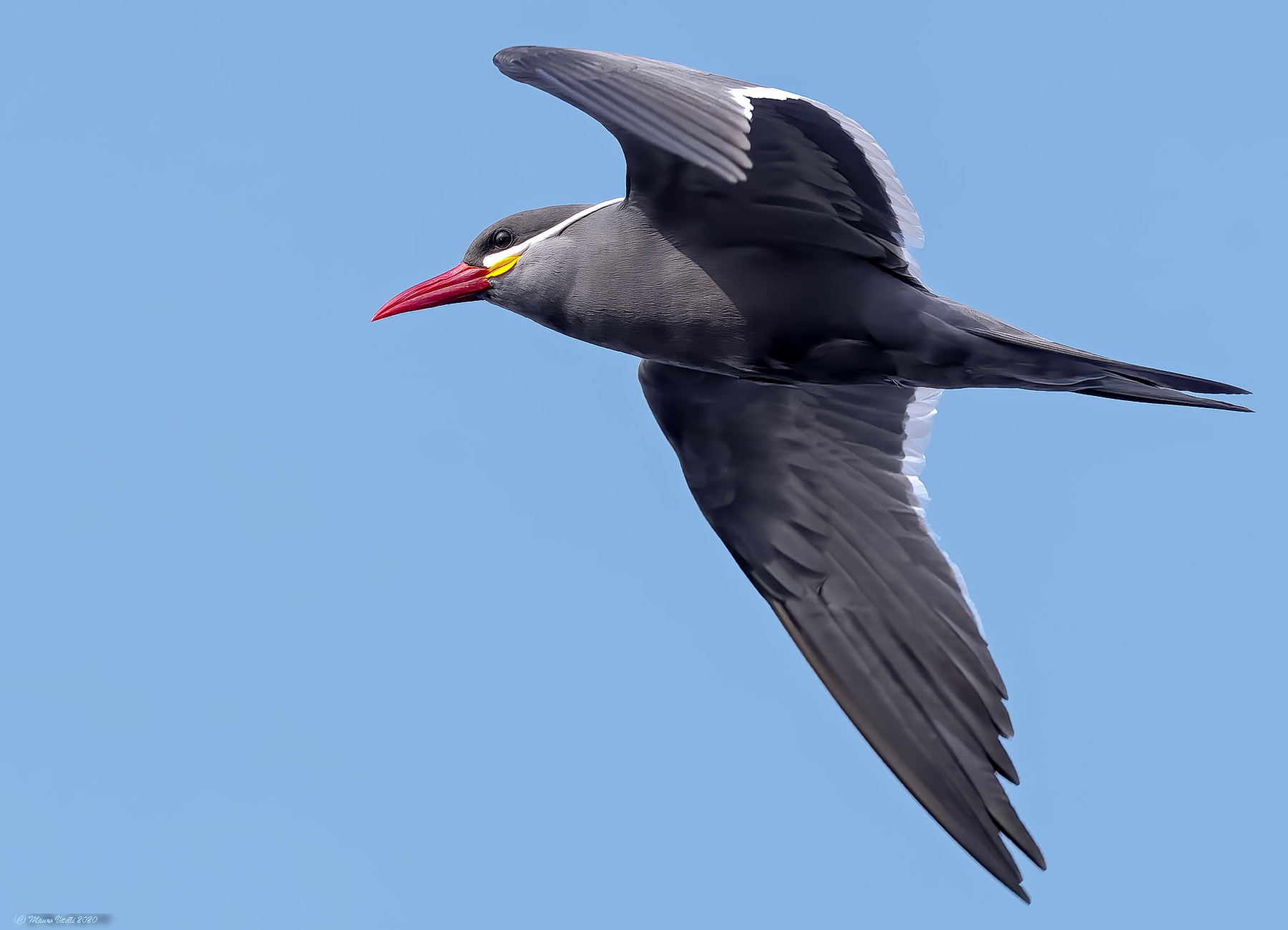 Sterna Inca (Larosterna Inca)