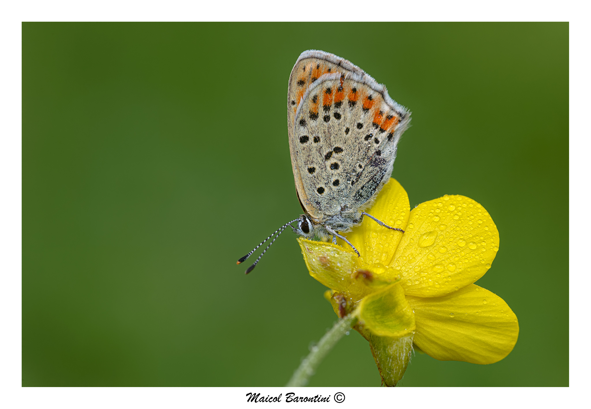 Lycaena tityrus