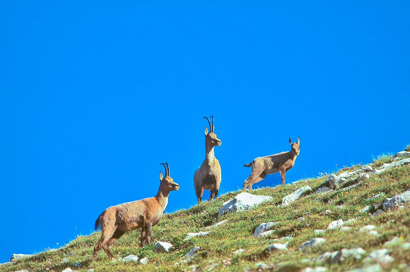 Chamois in Abruzzo