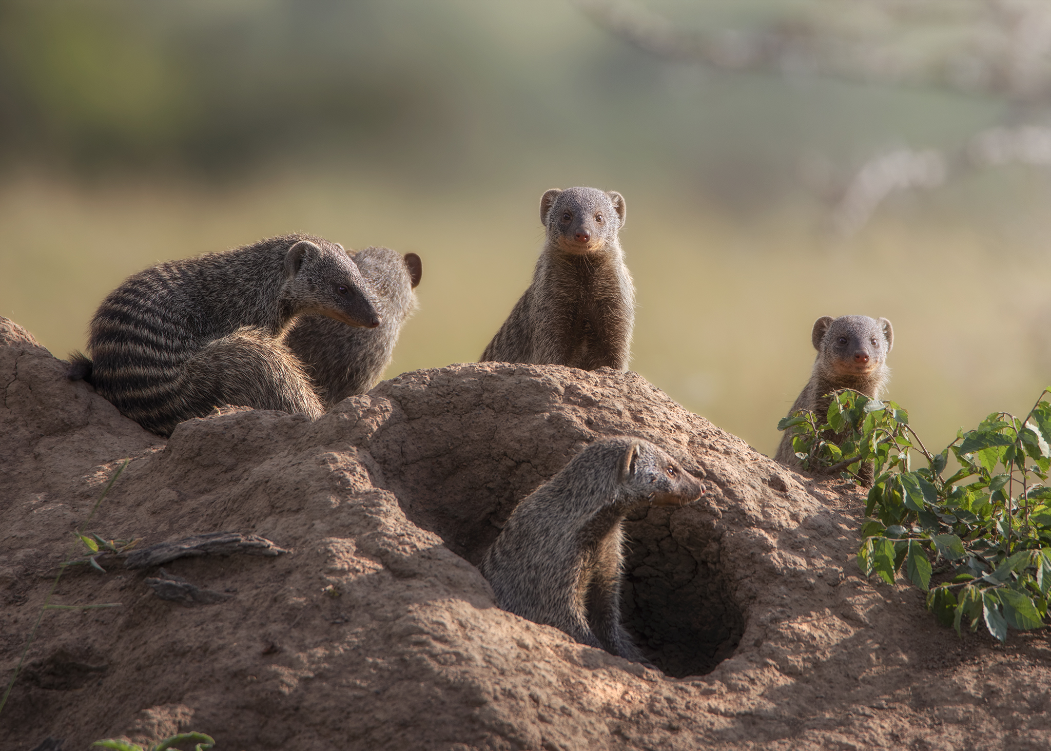 Mongooses's family