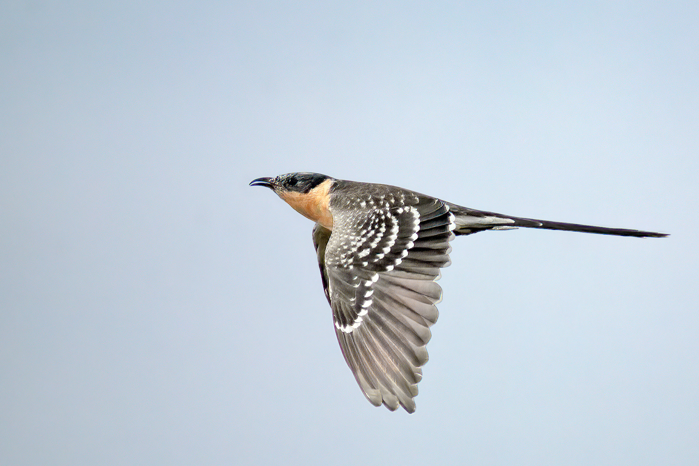 Cuckoo with a tuft