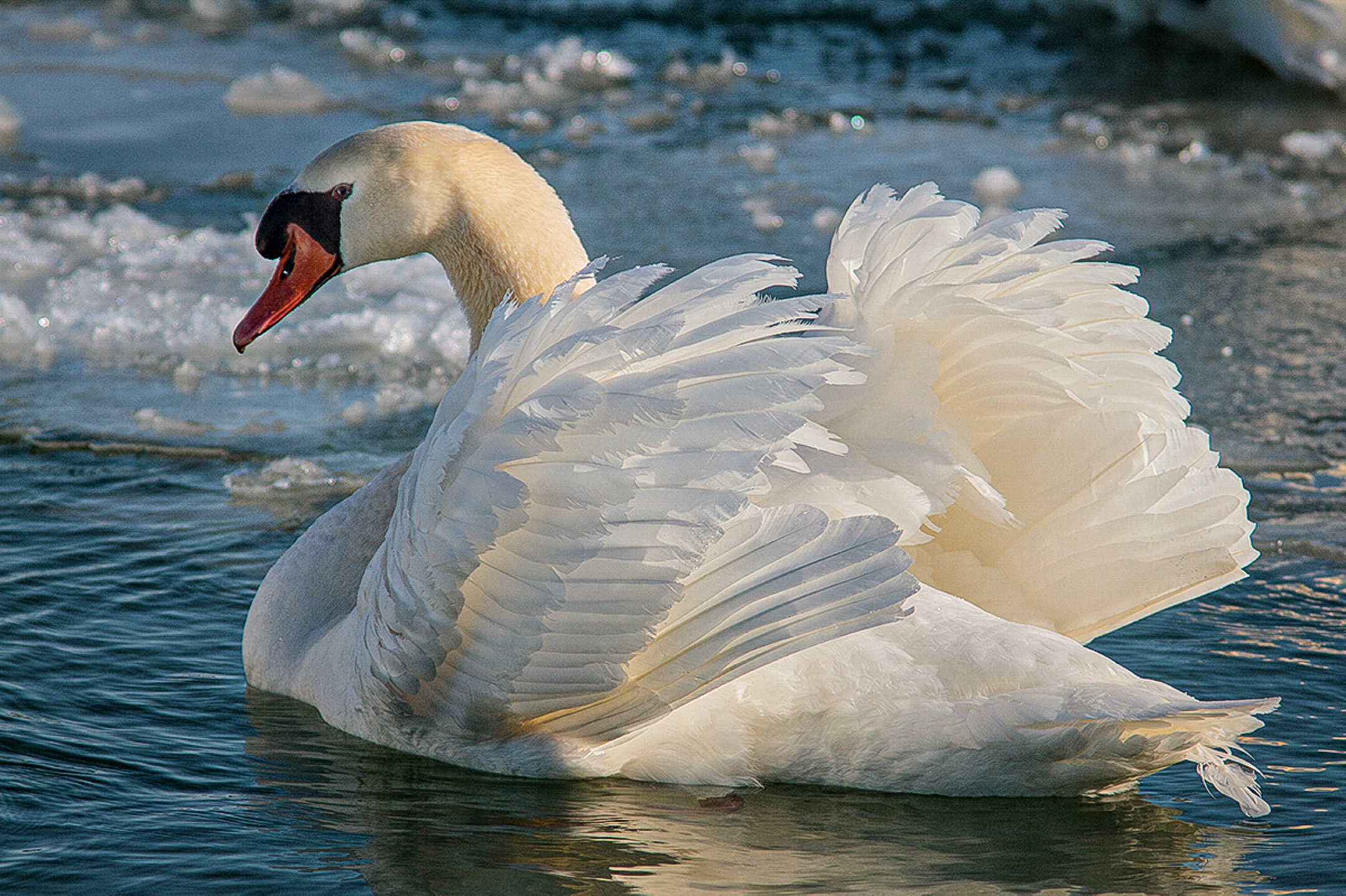 Mute Swan su "Ice".