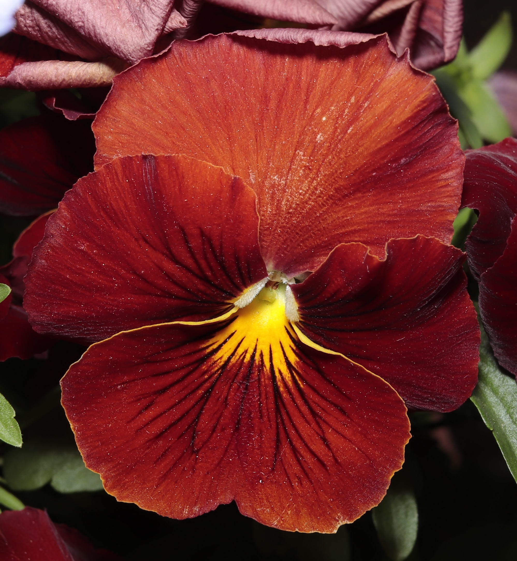 viola cornuta nel mio giardino 25/04/2019