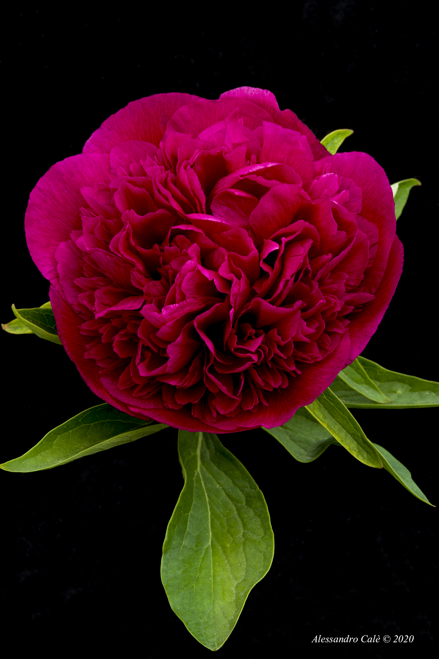 Peonia 5261