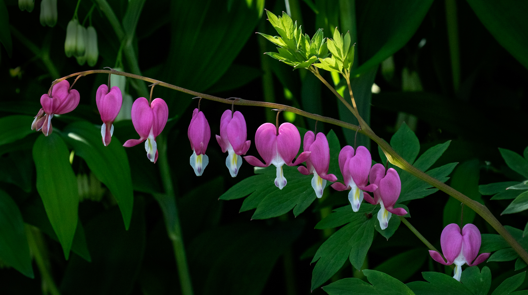 Bleeding Hearts