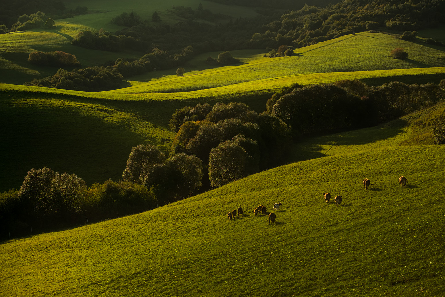 Slovenosco vaj'iarsko