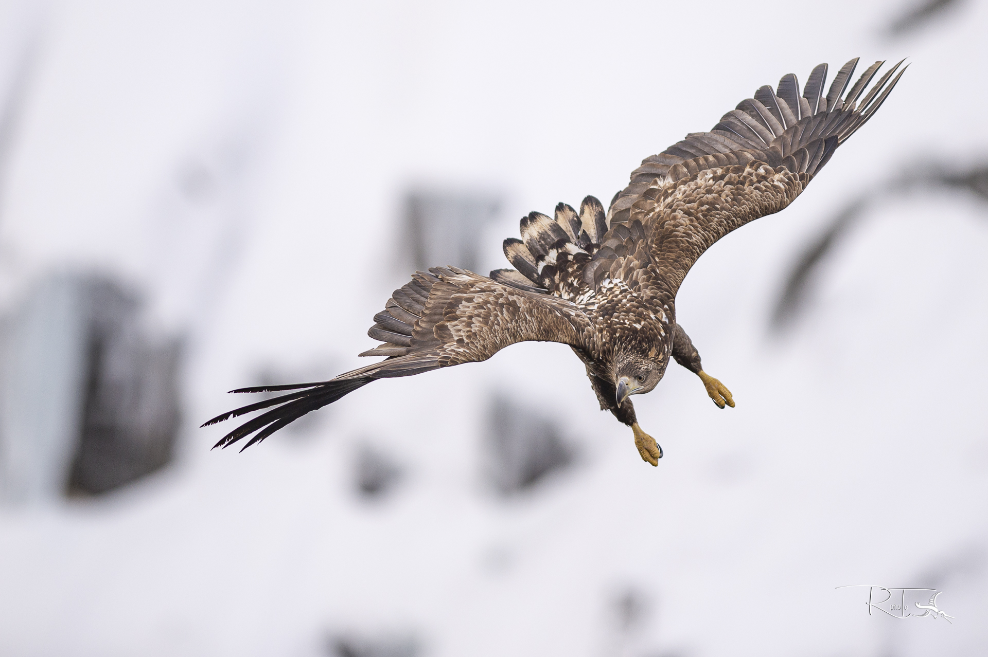 aquila di mare