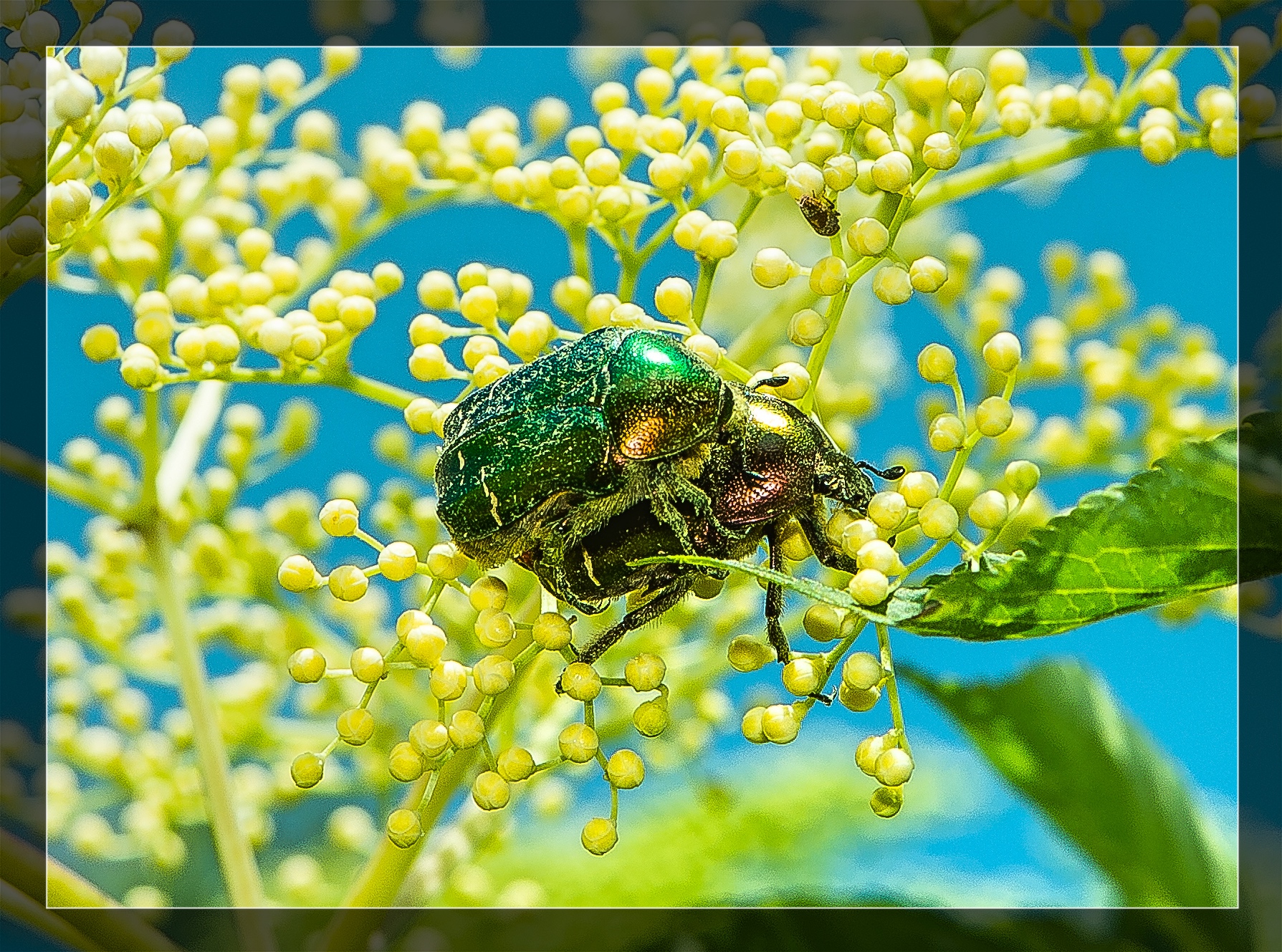 Scarabaeidae on elderflower