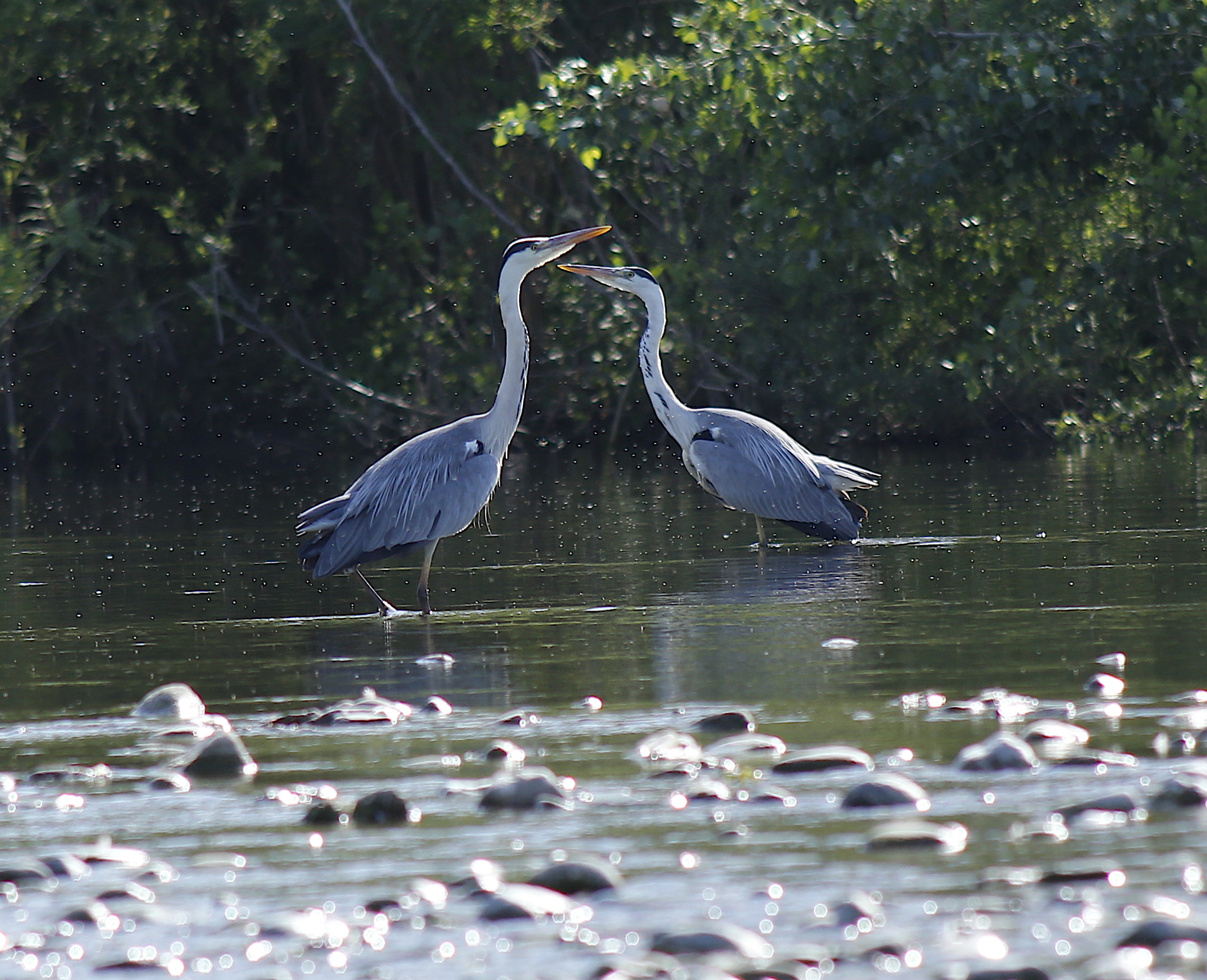 Ardea cinerea (Airone cenerino) 2