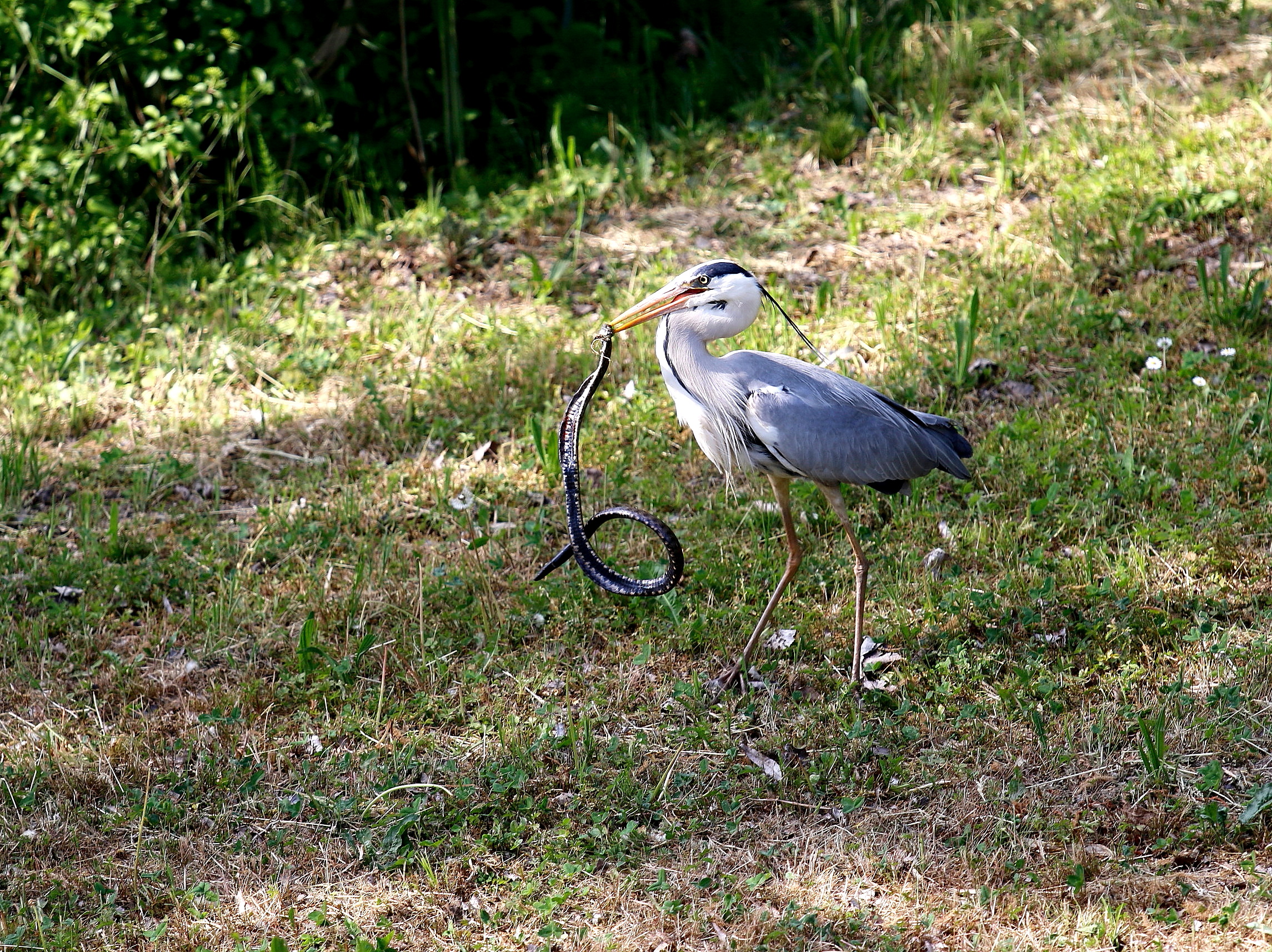 CINERINO HERON