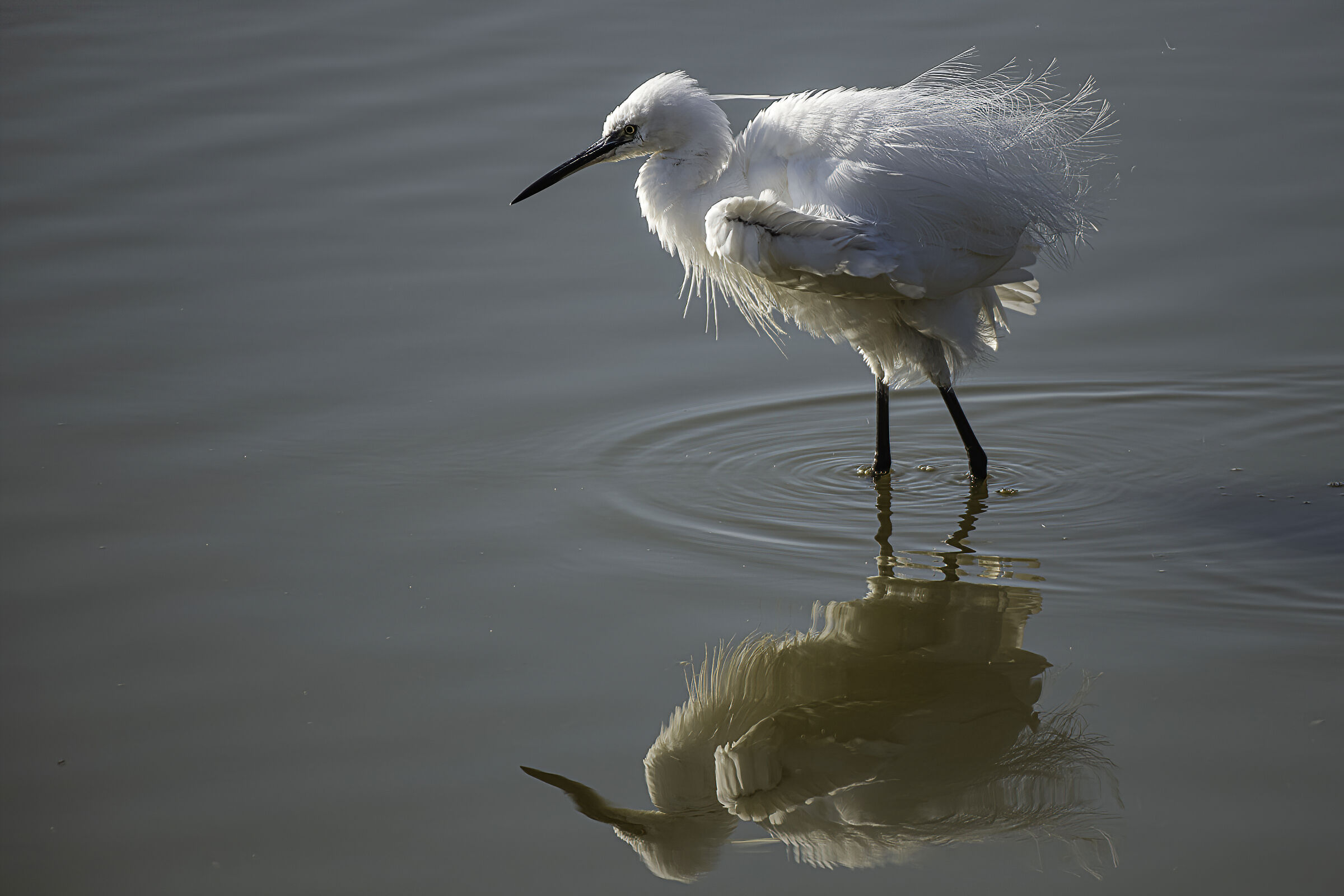 La Garzetta spettinata