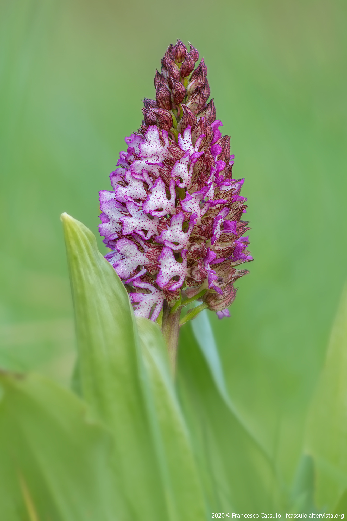 Orchis purpurea Huds. 1762