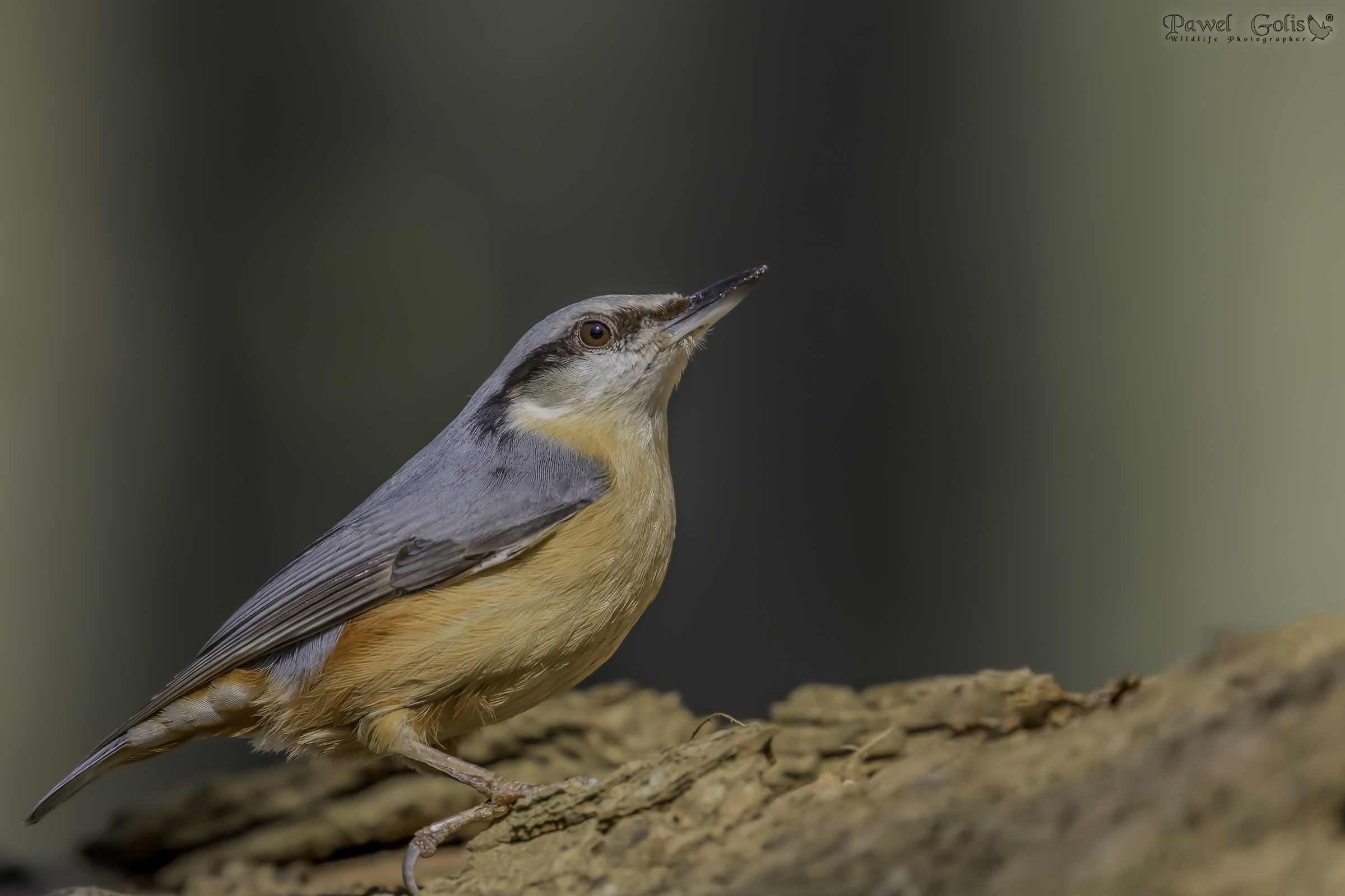 Nuthatch (Sitta europaea) v2