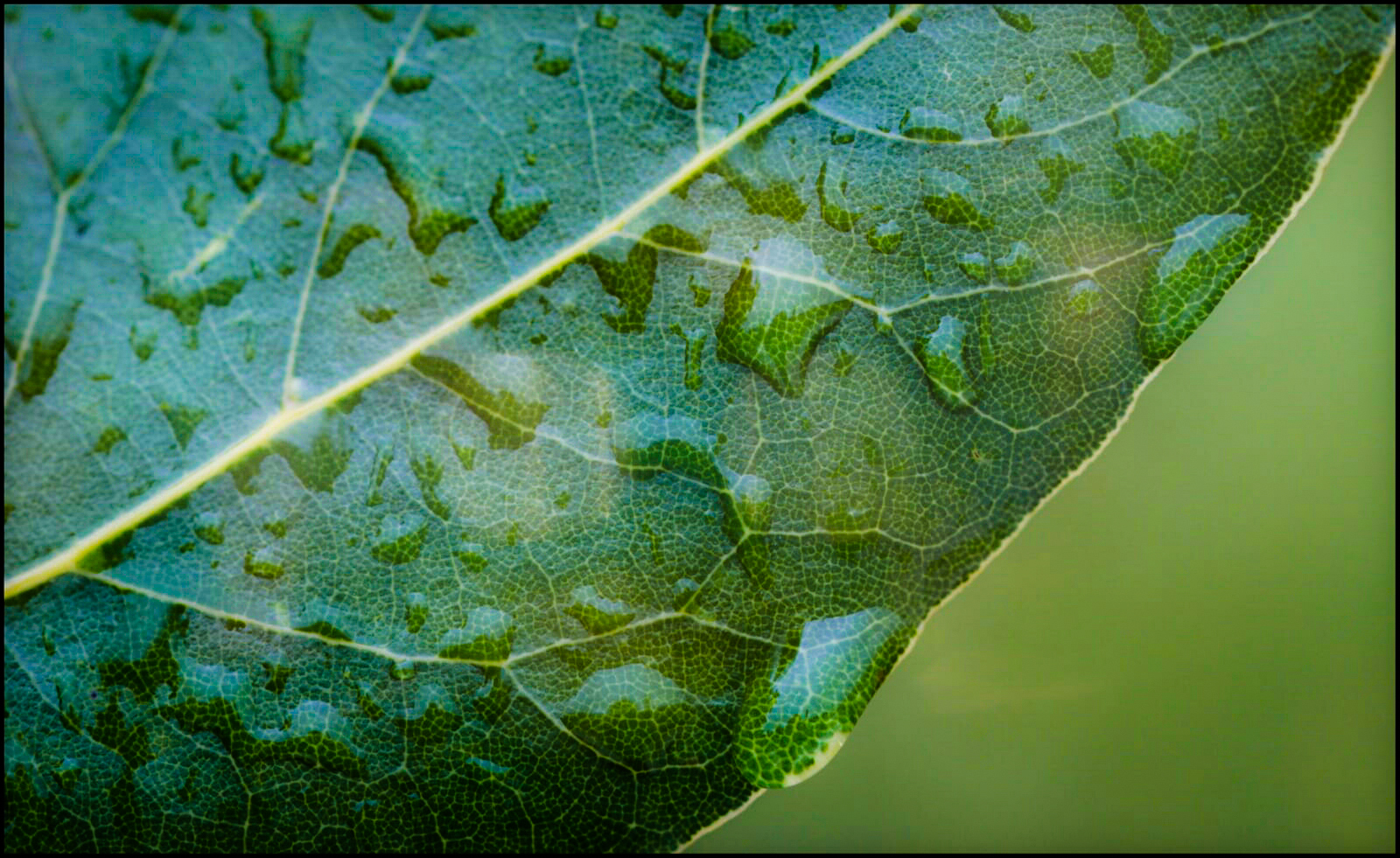 "Subito dopo la pioggia..."