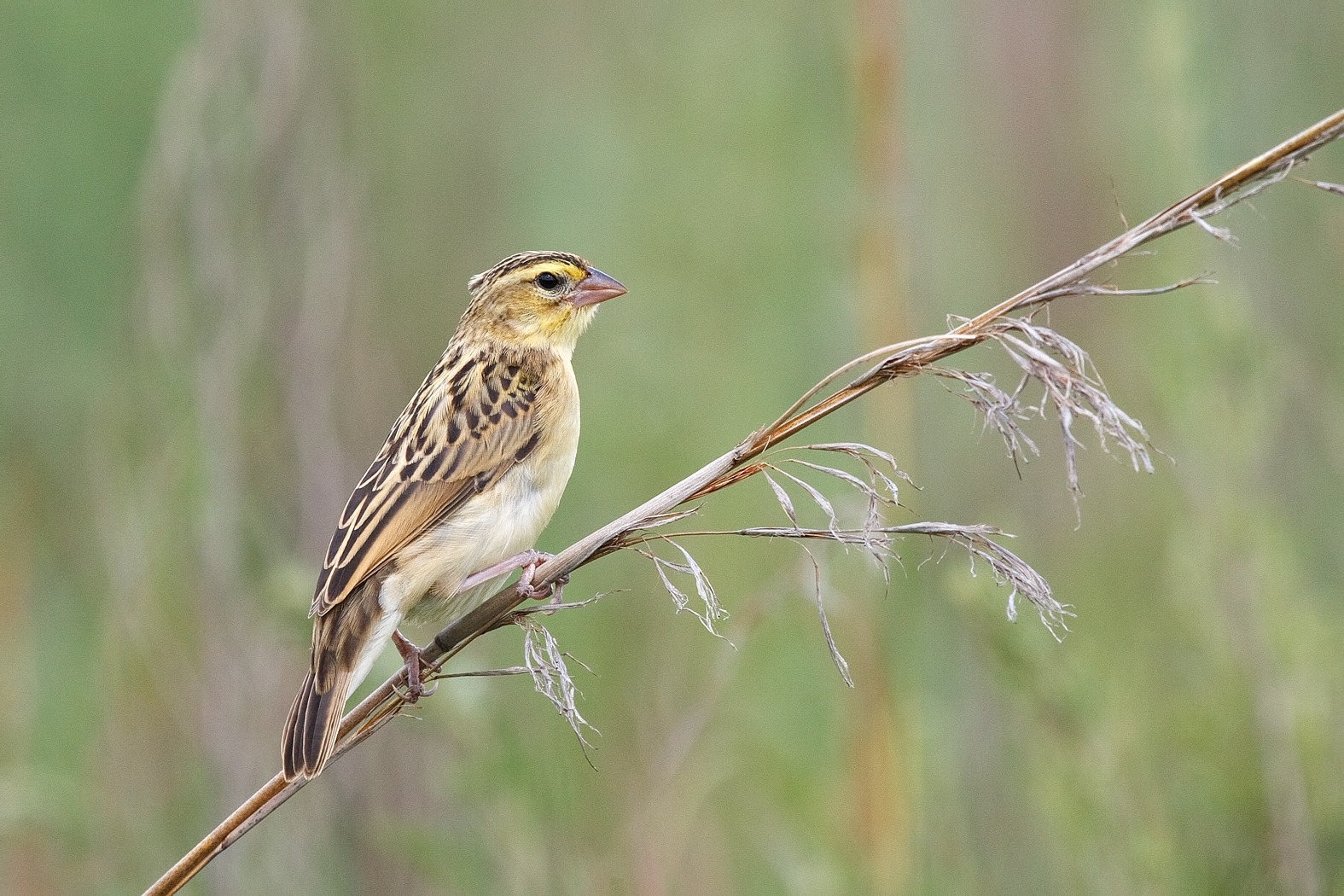 Female Red Collard Widowbird