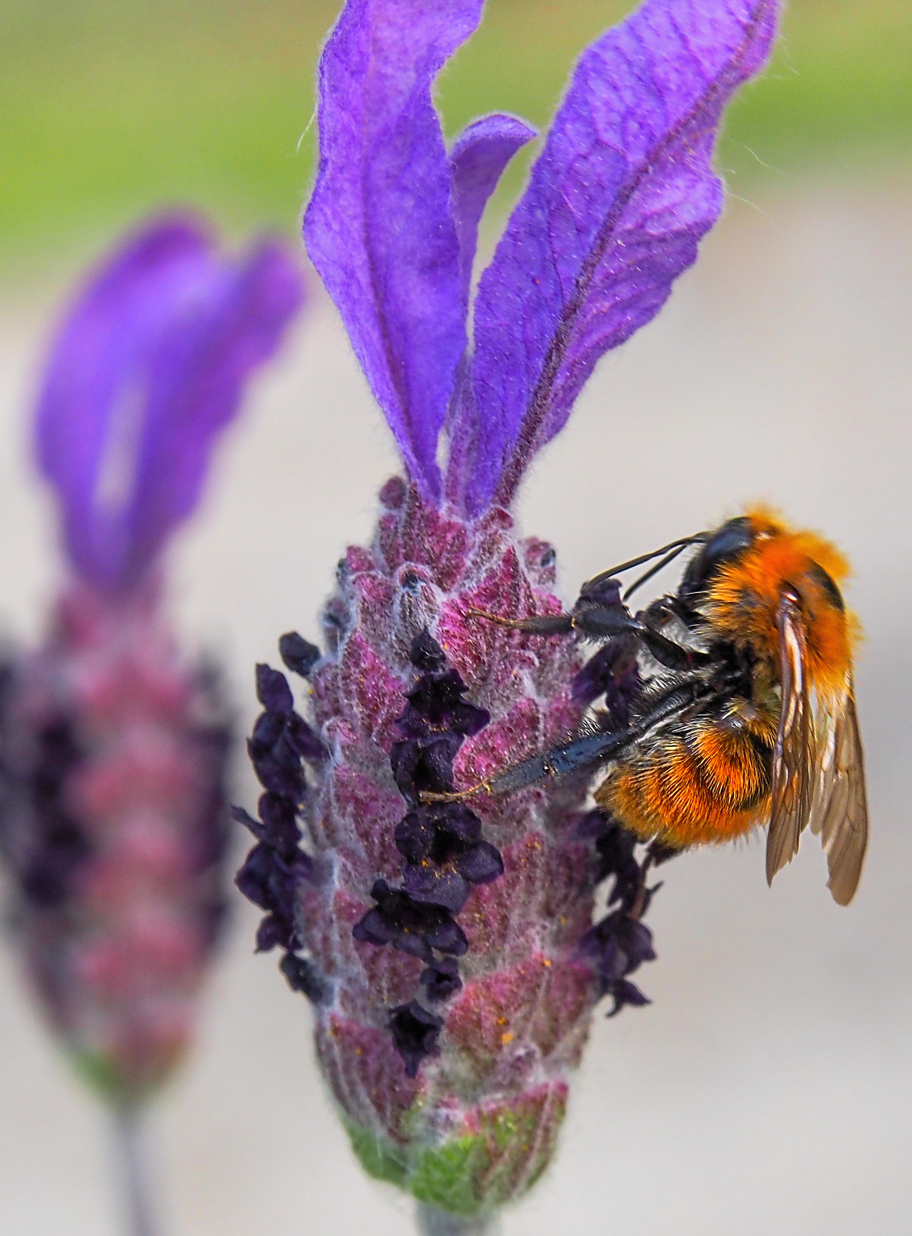 Bumblebee on lavender flower