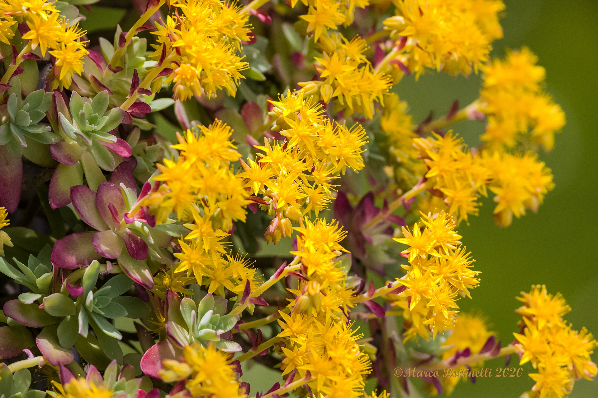 Sedum Palmeri