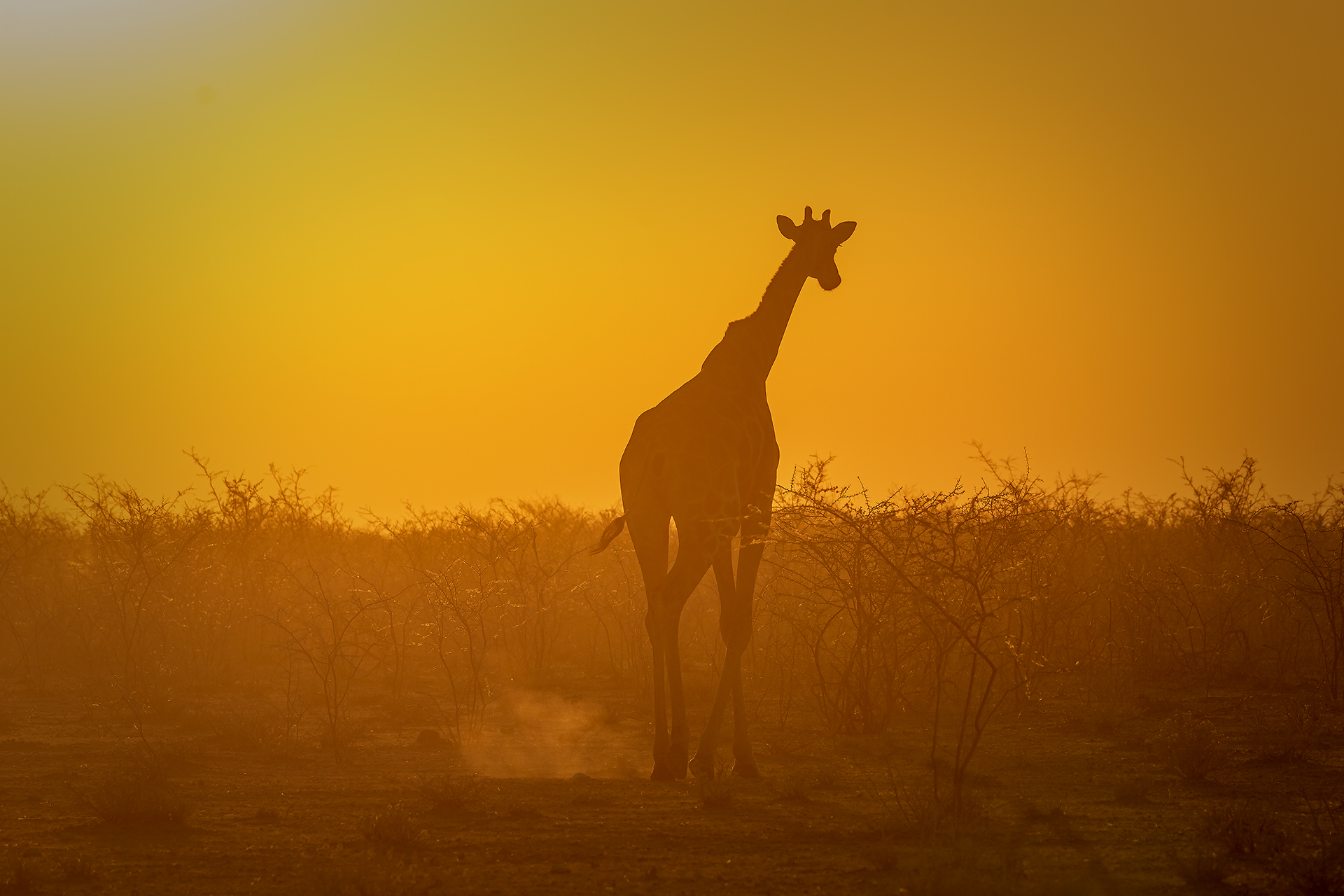Into the Sunset