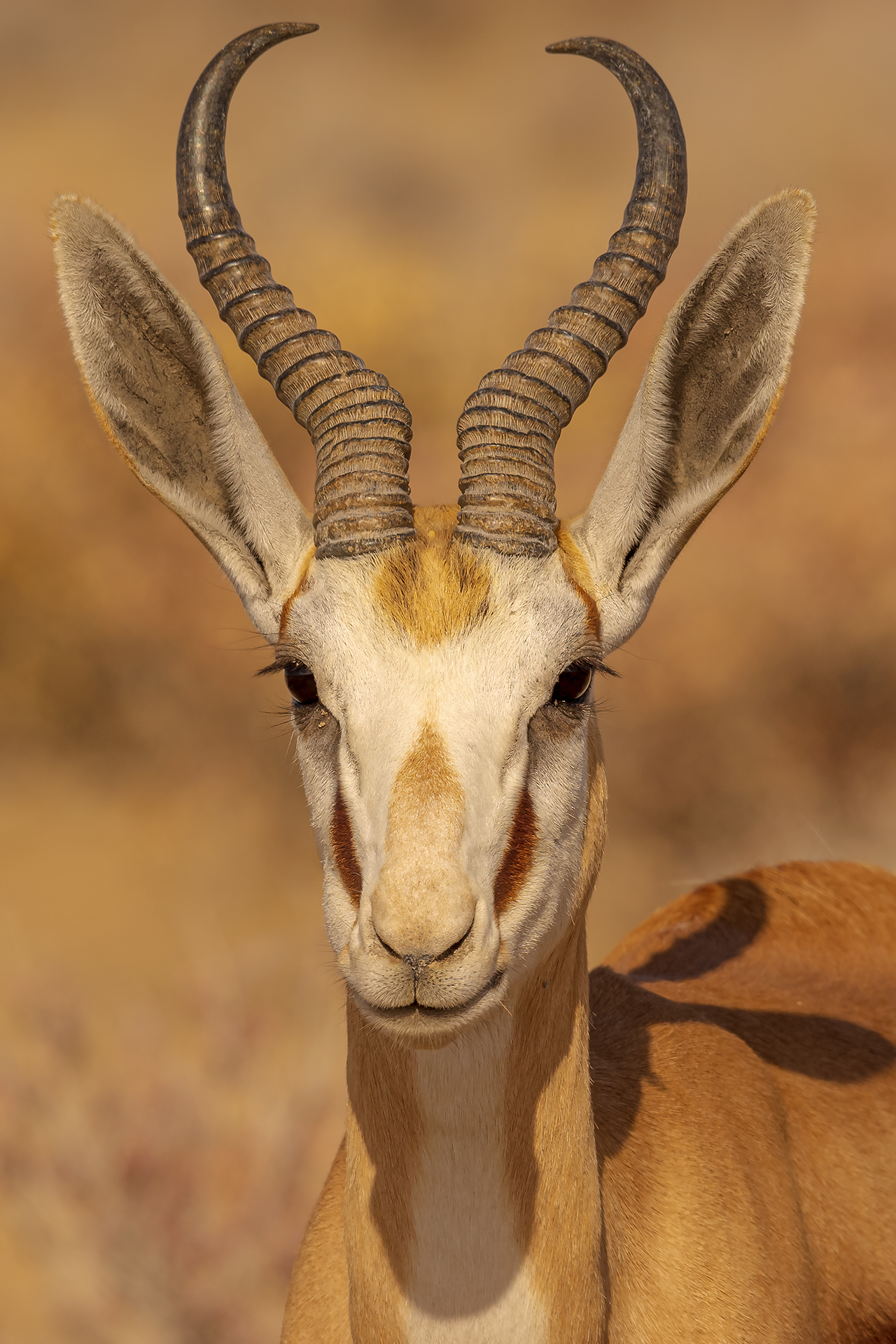 Springbok
