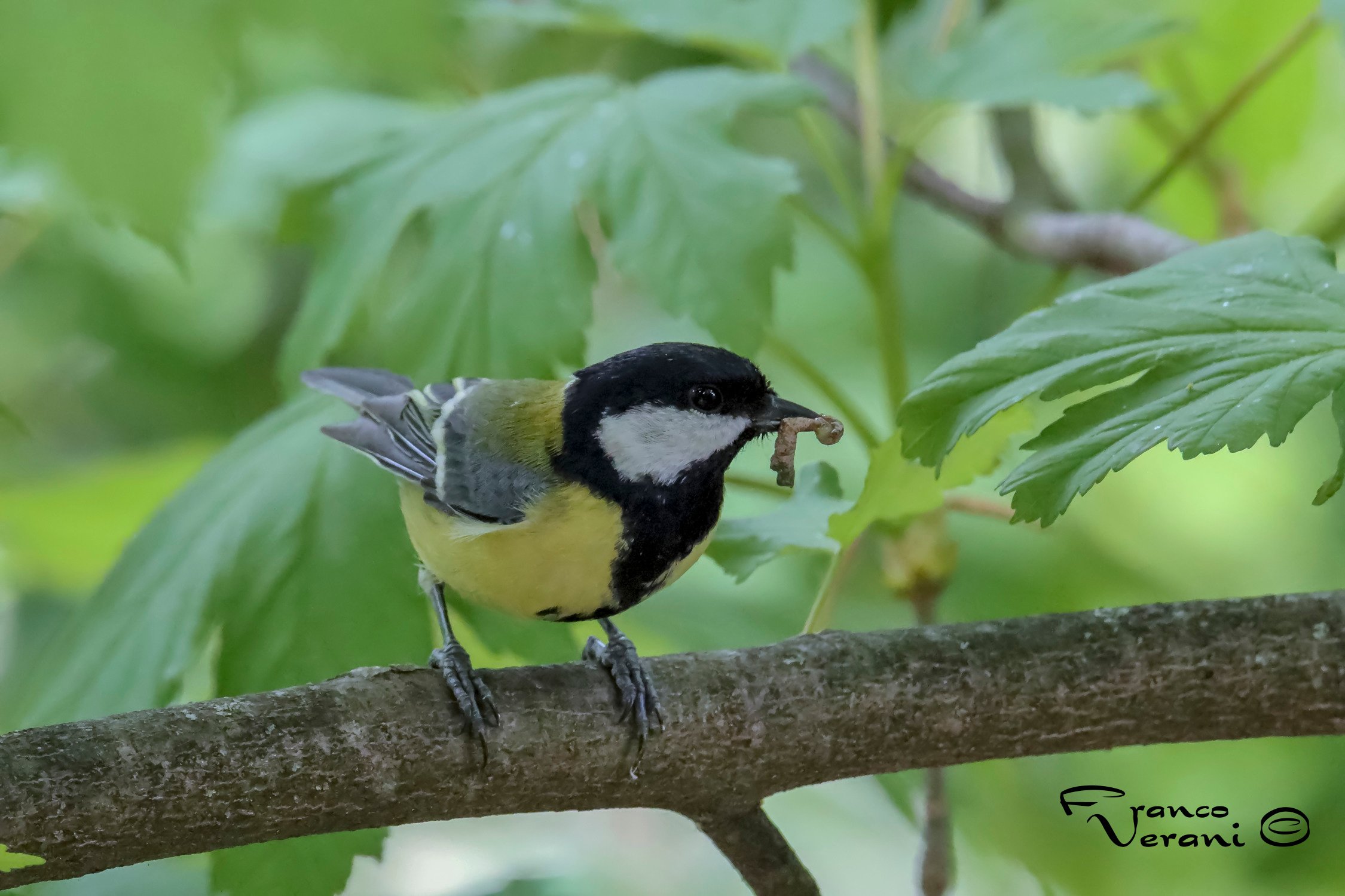 Cinciallegra - cibo per i piccoli