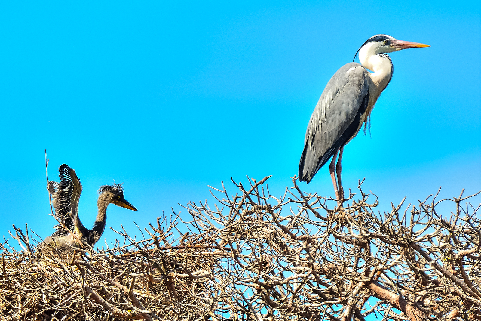 Heron Ash with Pullo