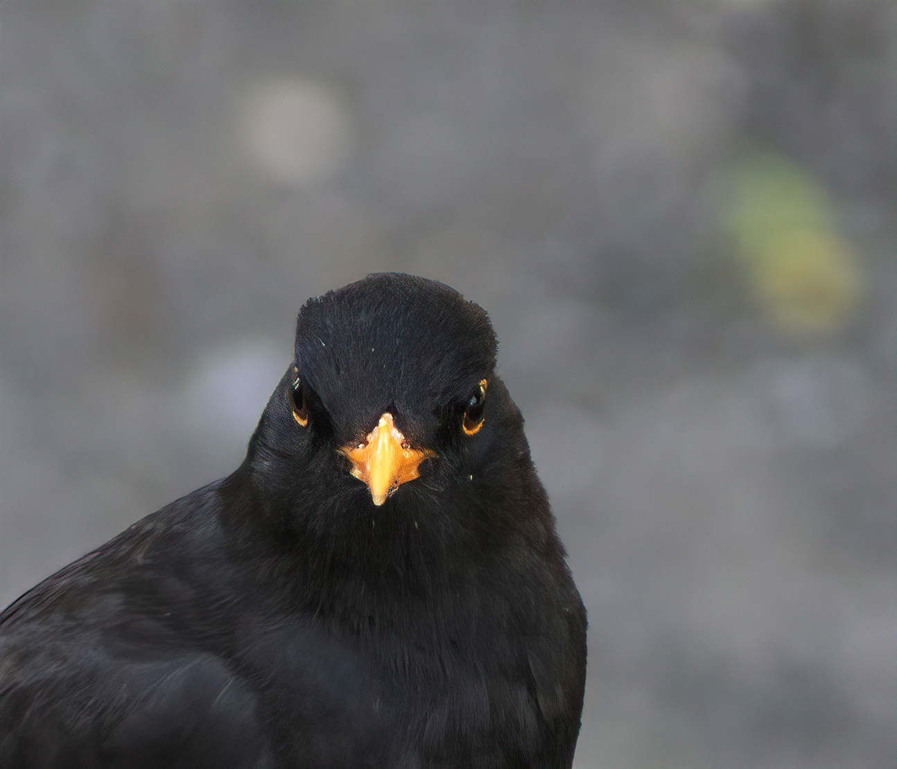Turdus merula