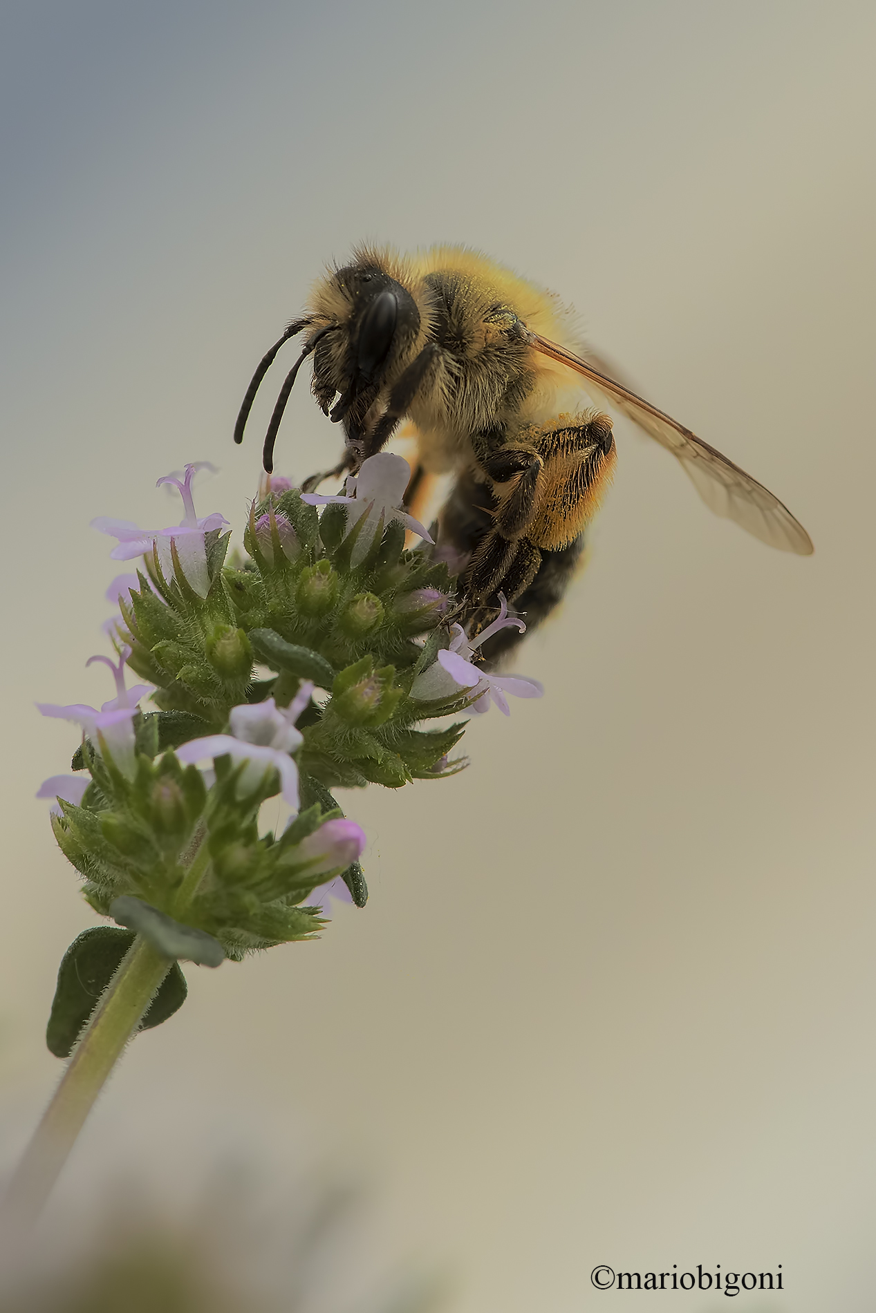 Aper on Thyme Flower