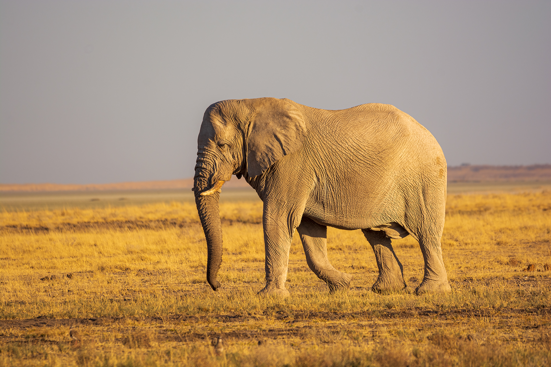 Elephant