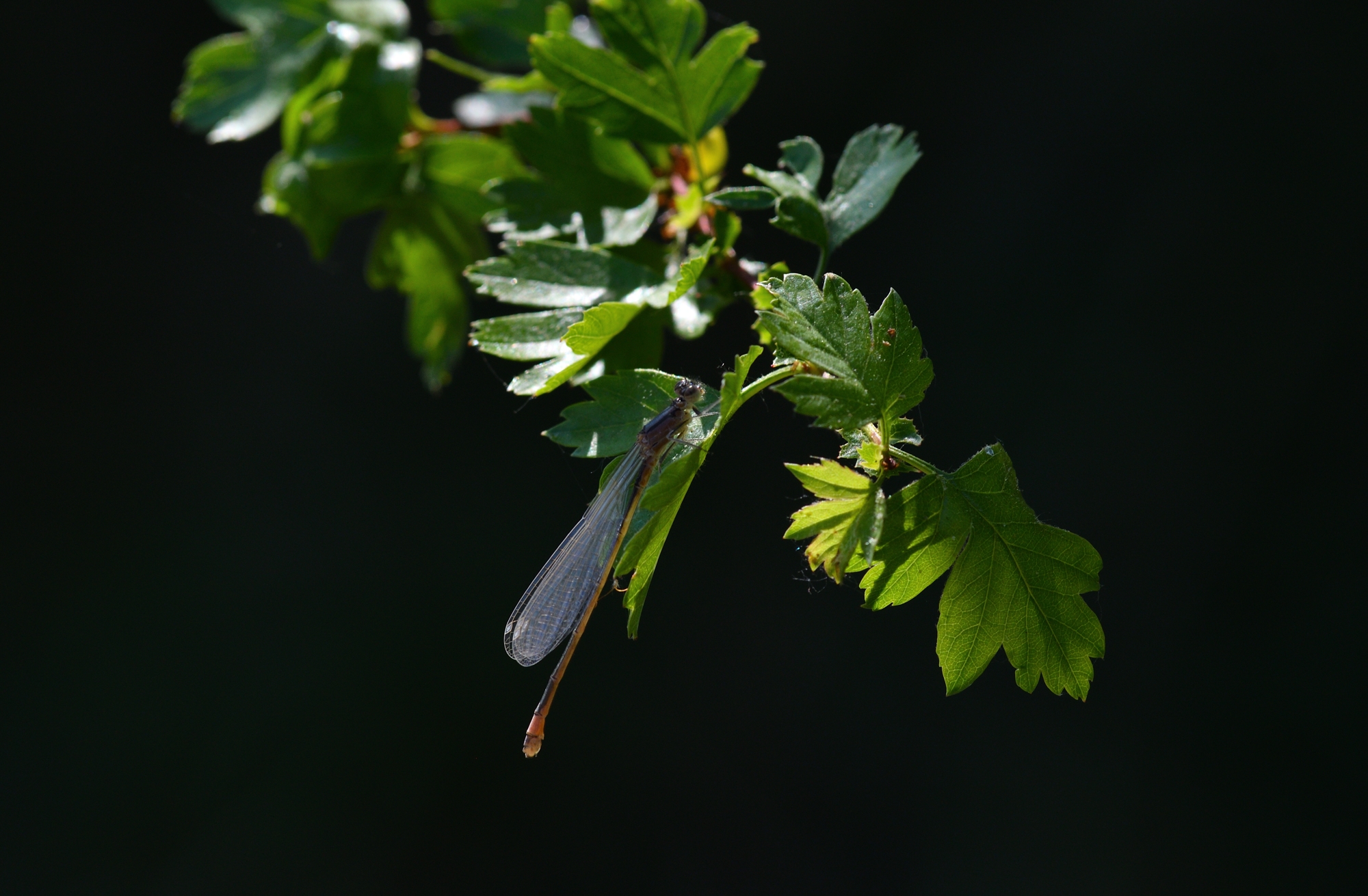 Ischnura Elegans female