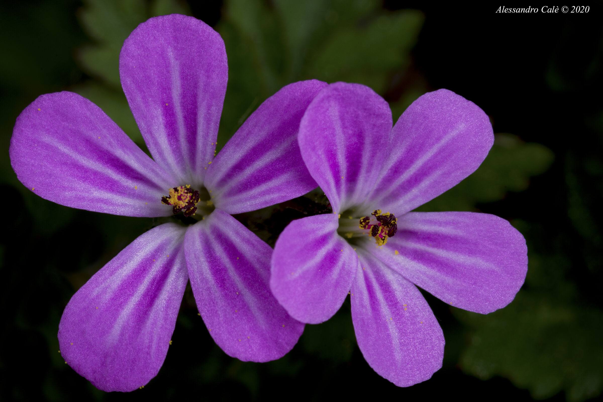 Geranium roberertianum (Geranio di San Roberto) 5264