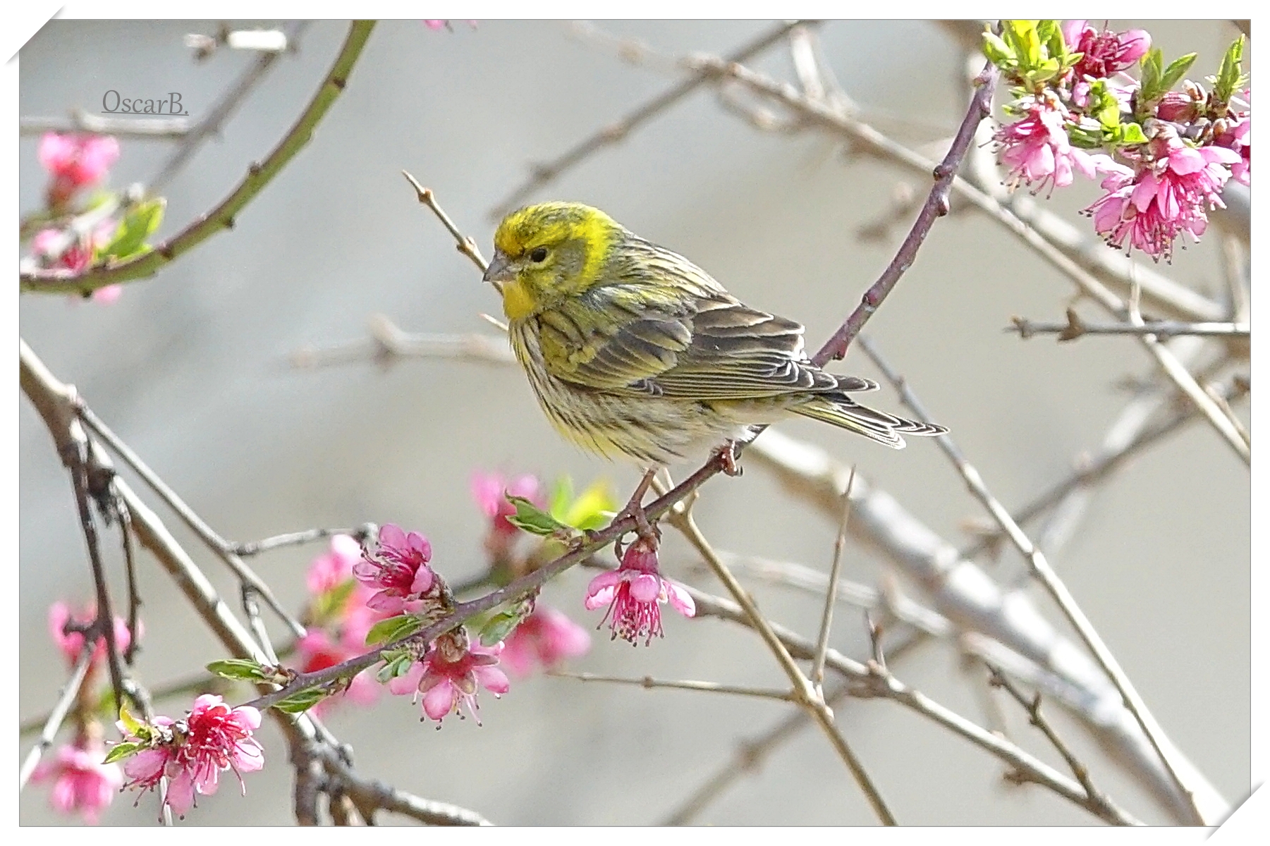 Verzellino posato su frutteto fiorito.