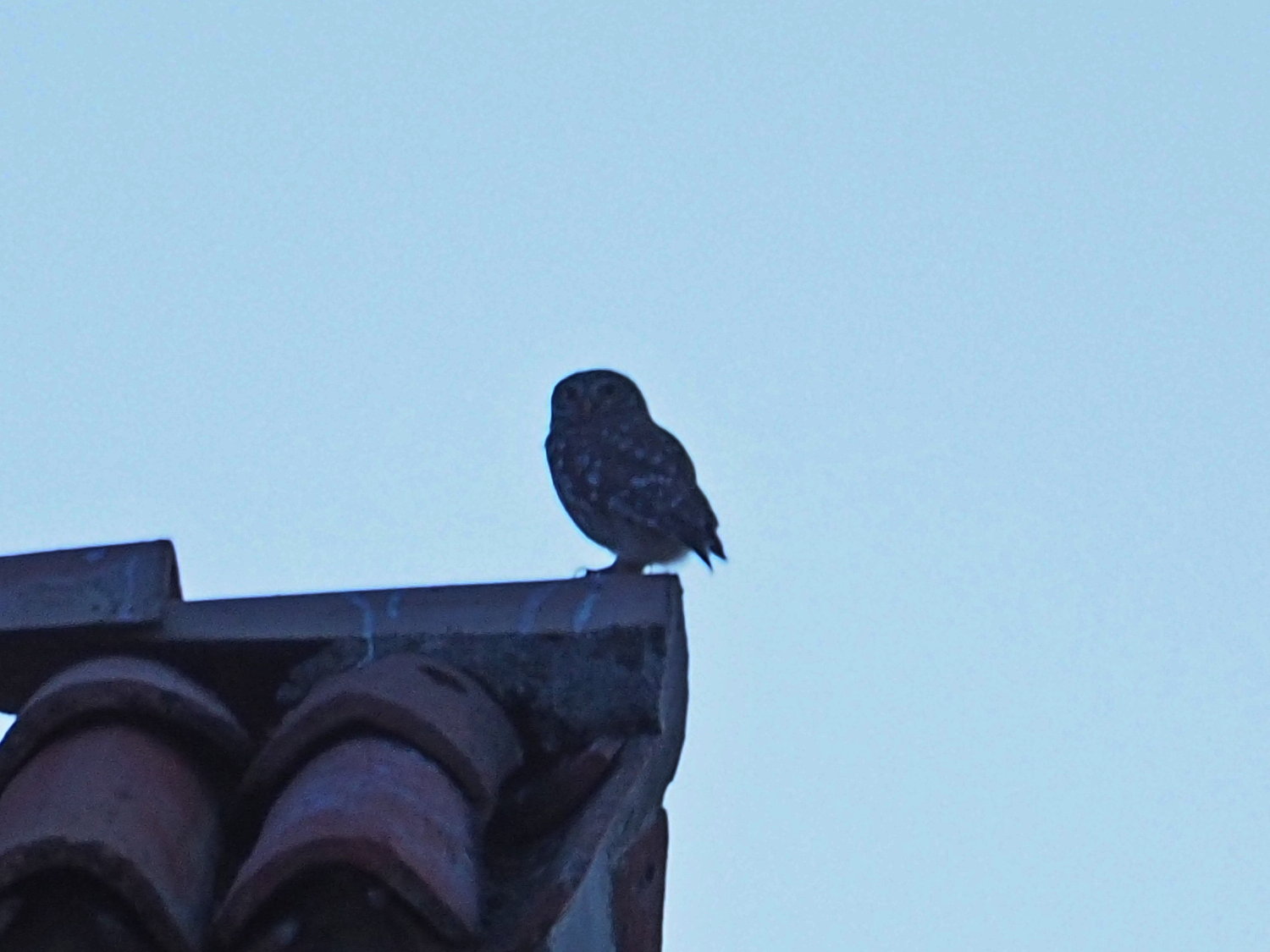 Strongly cropped, just for recognition.