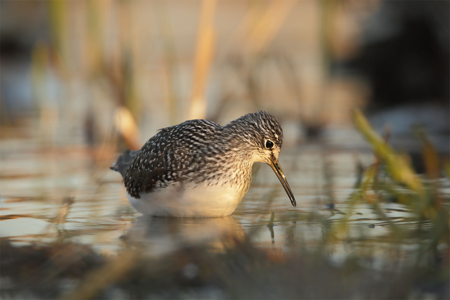 Il sandpiper di legno (Tringa glareola)