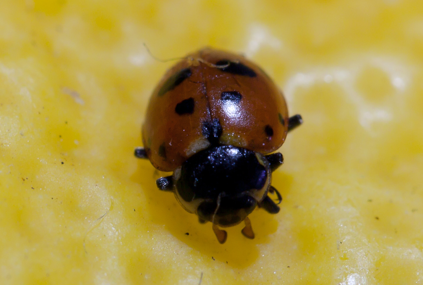 Coccinella