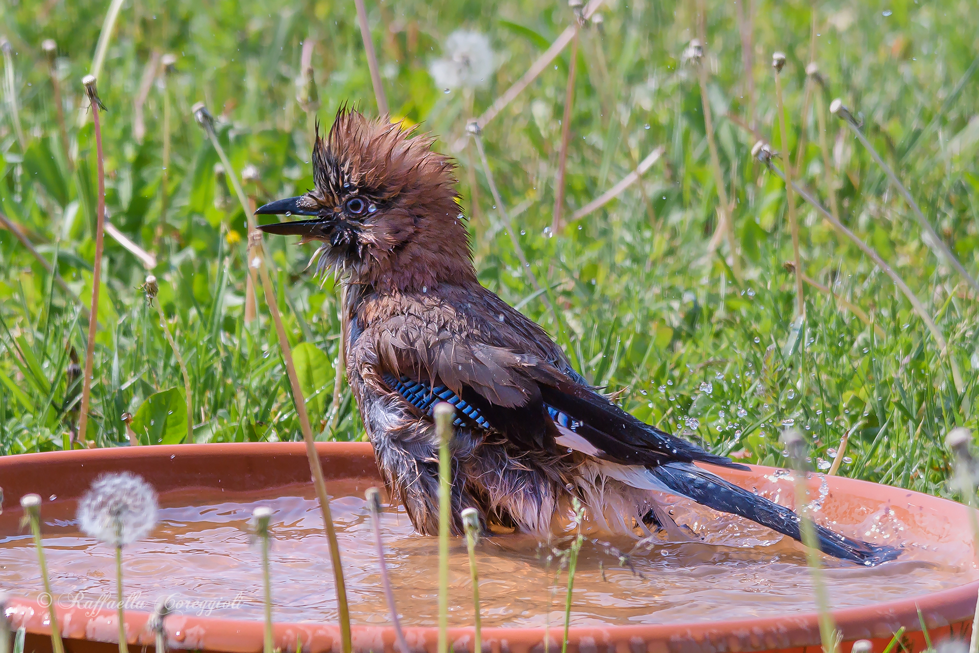 Pazza per il bagnetto