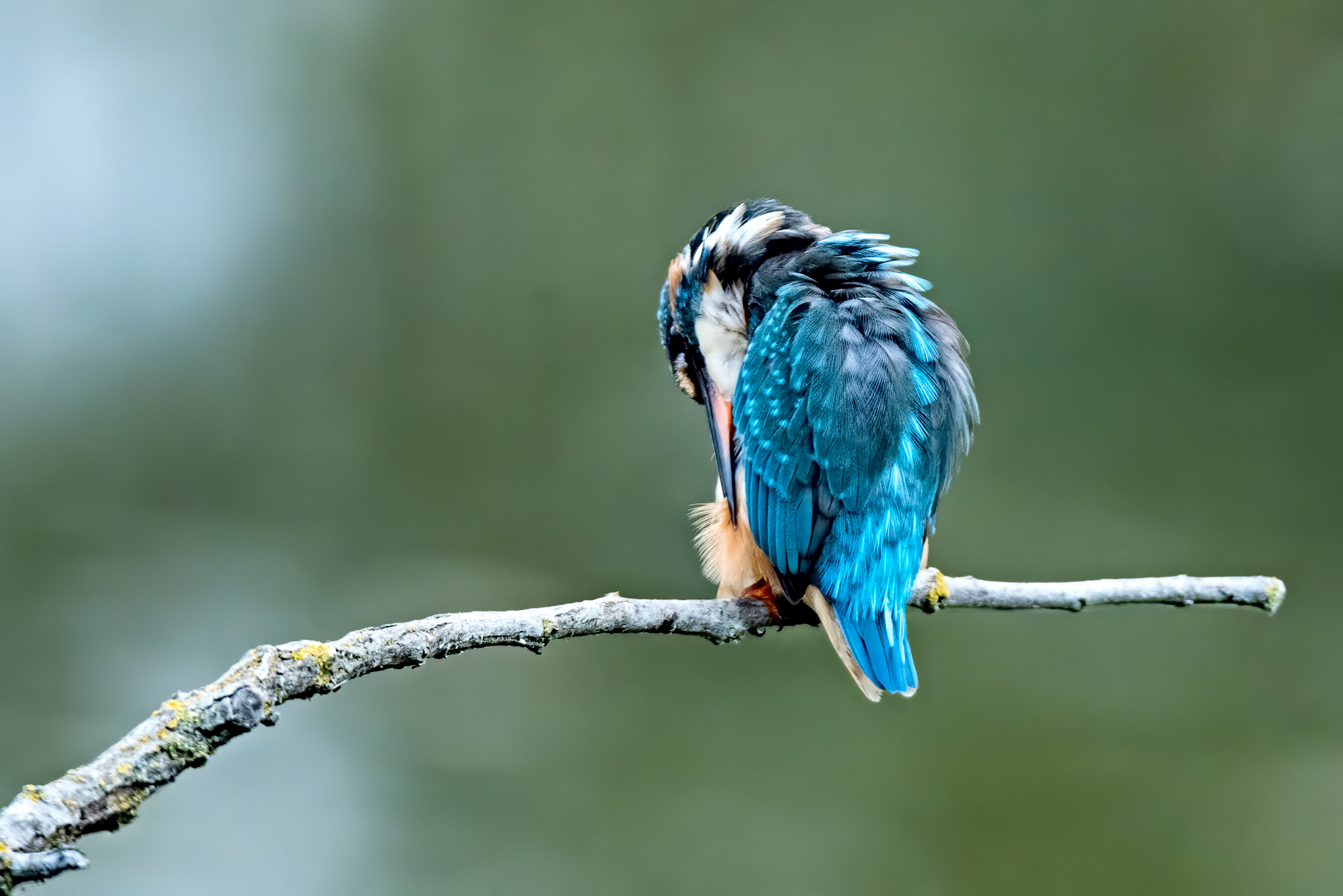 Kingfisher