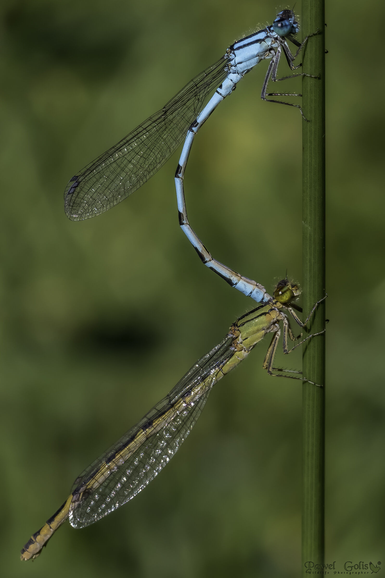 Piccola damselfa dagli occhi rossi (Erythromma viridulum)