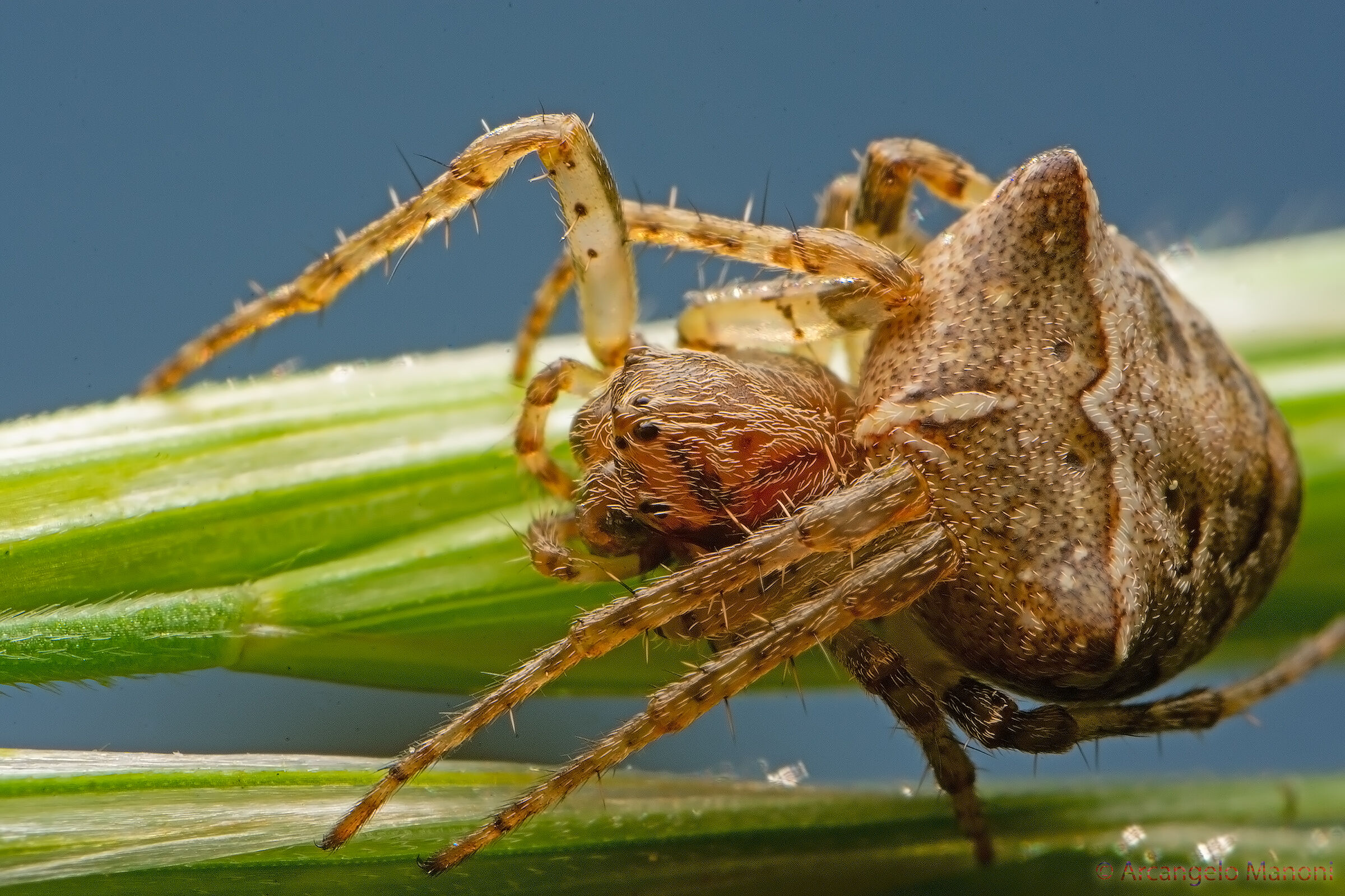 La micromacro alla portata di tutti (Araneus angulatus)