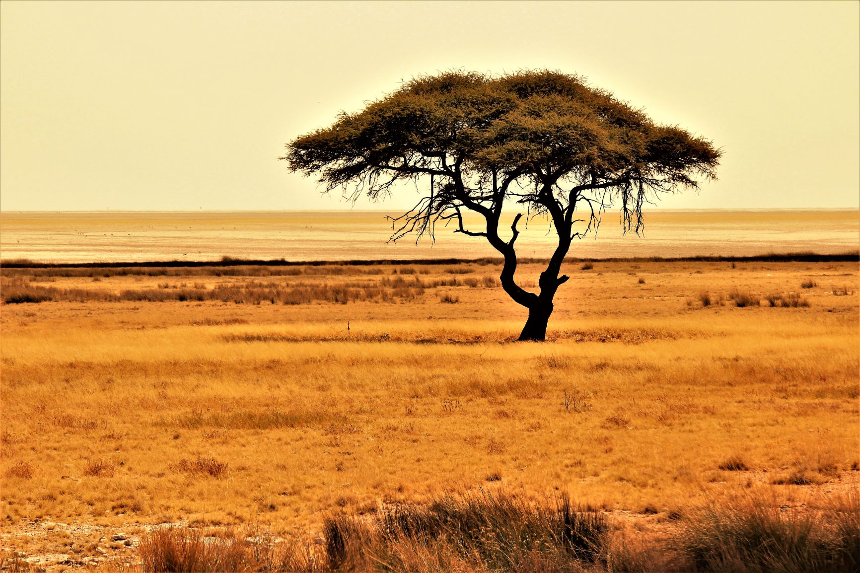 Fields of Gold-Tramonti di Etosha