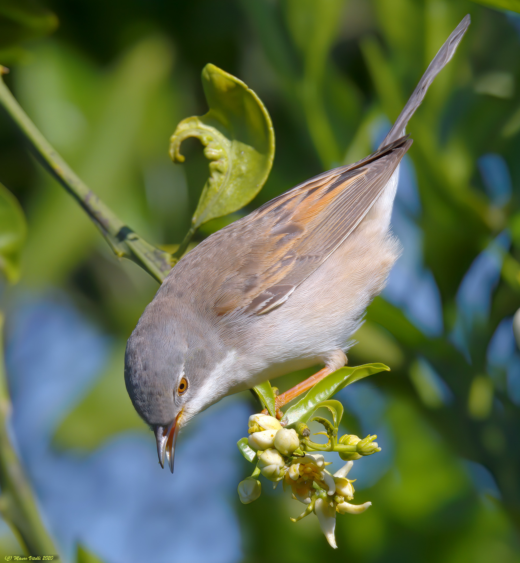 Sterpazzola (Sylvia communis)