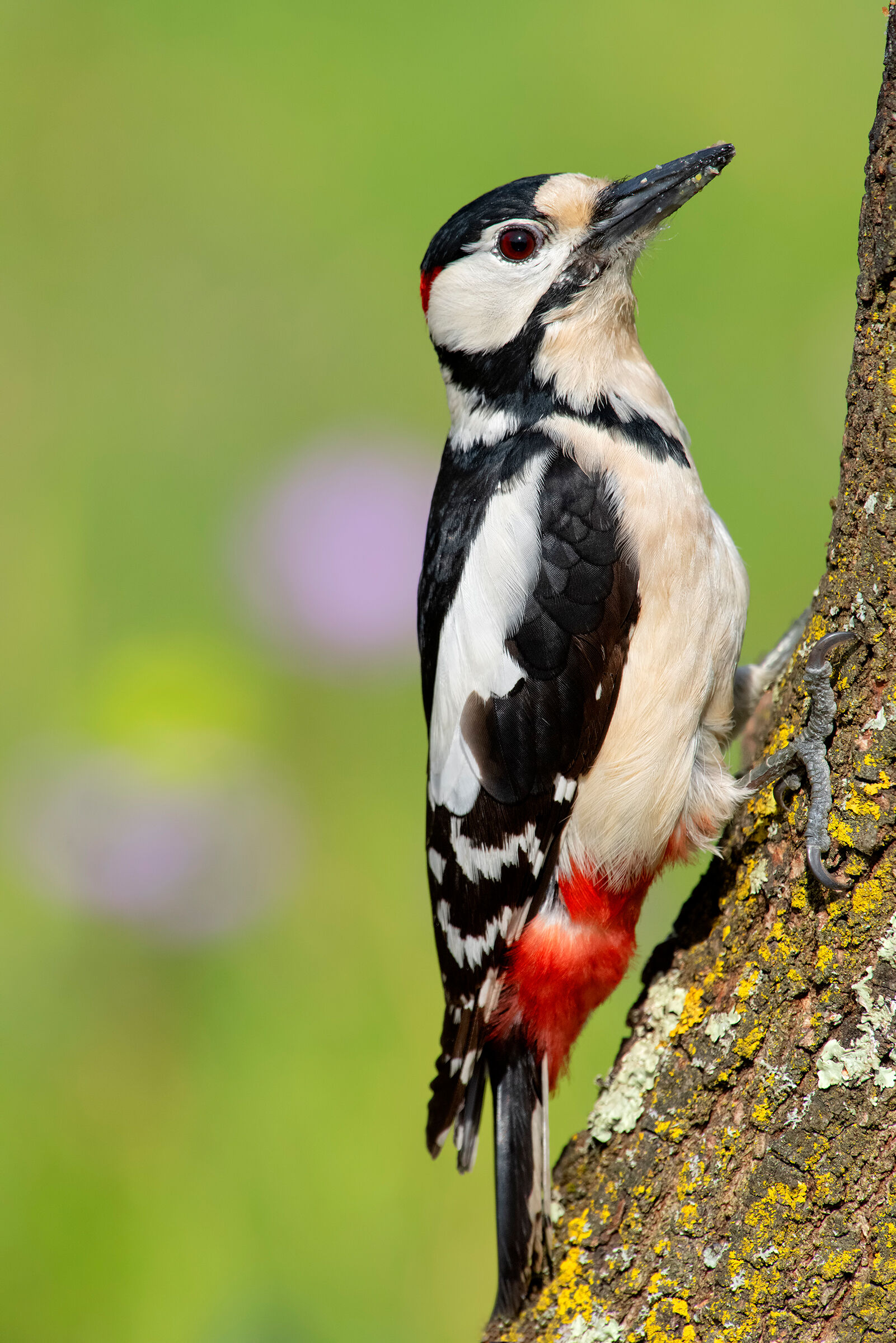 Major Red Woodpecker