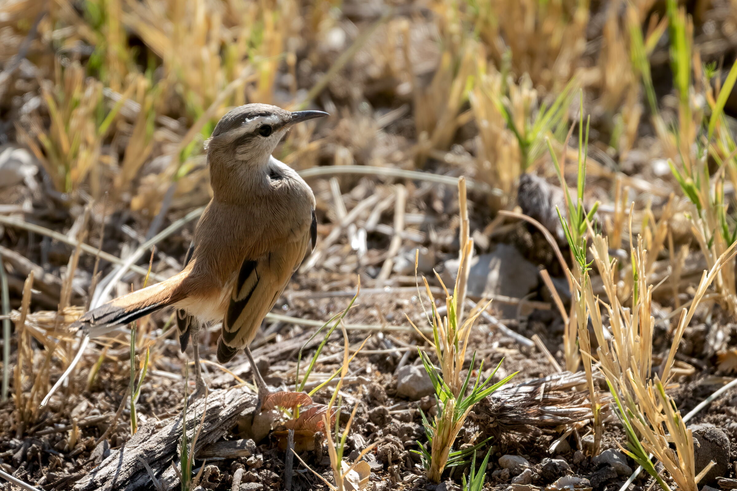 pettirosso di Kalahari