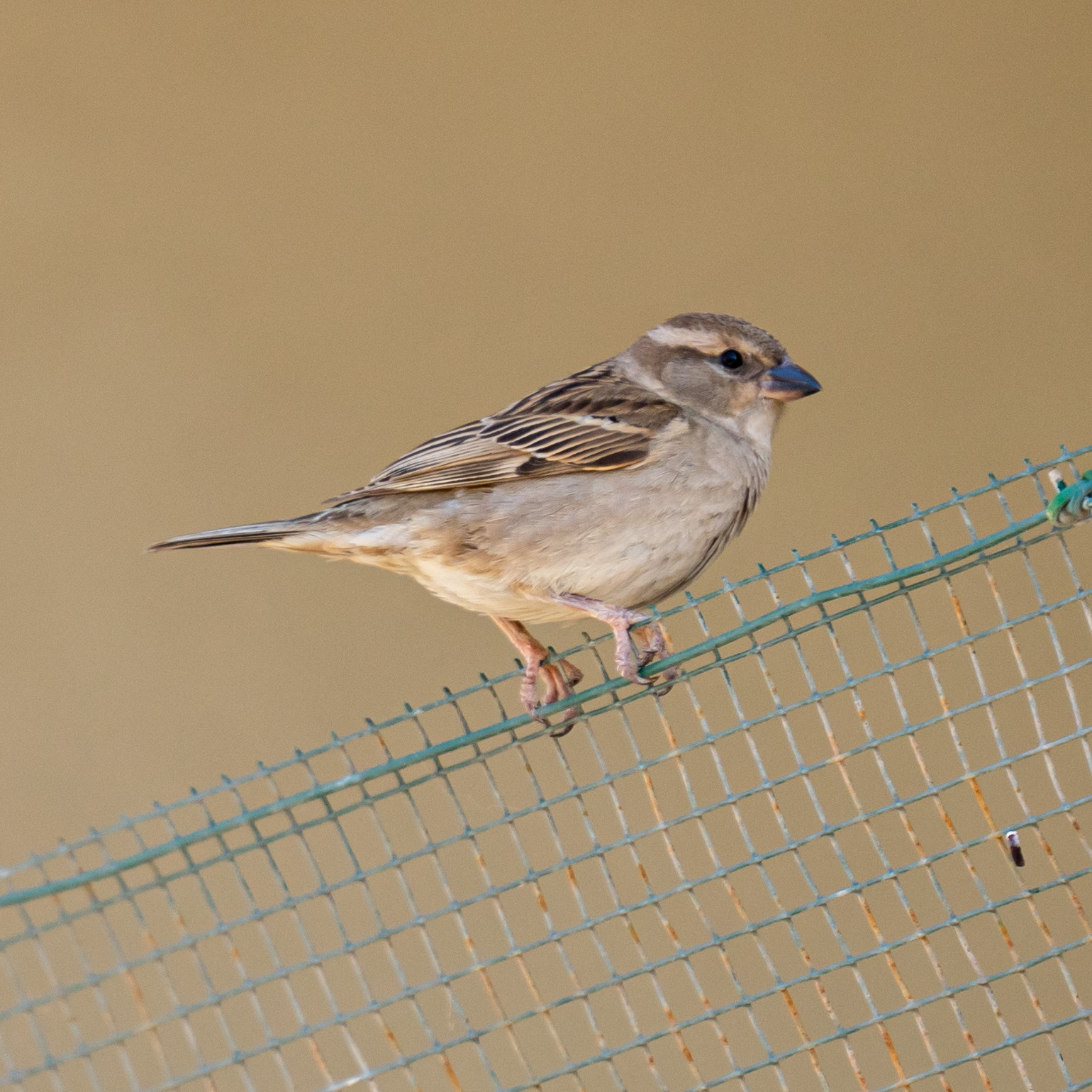 Bird photography during quarantine