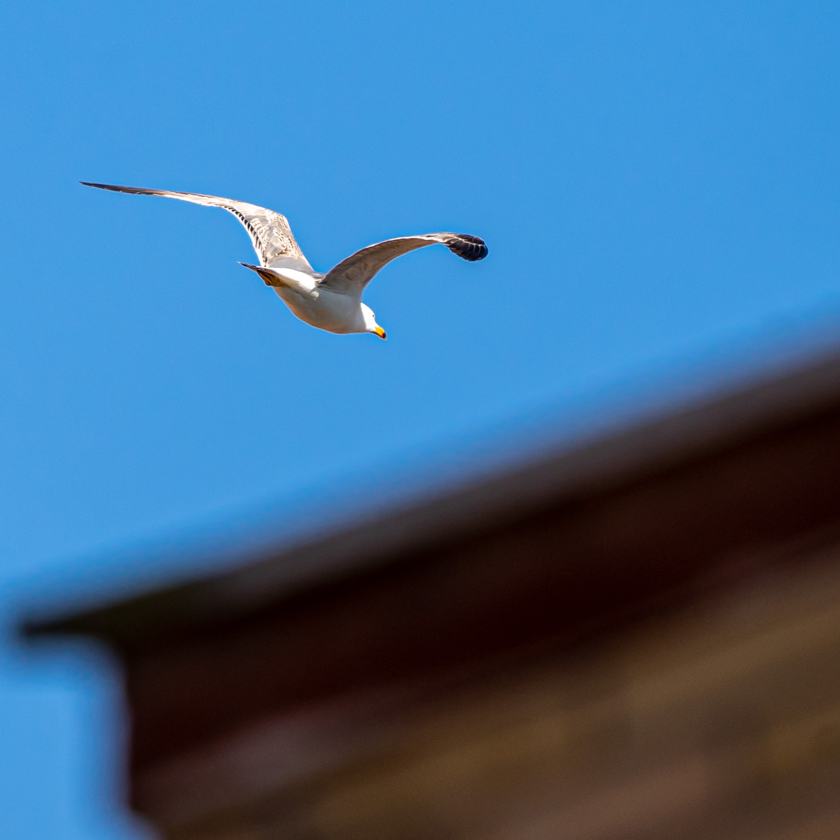 Bird photography during quarantine