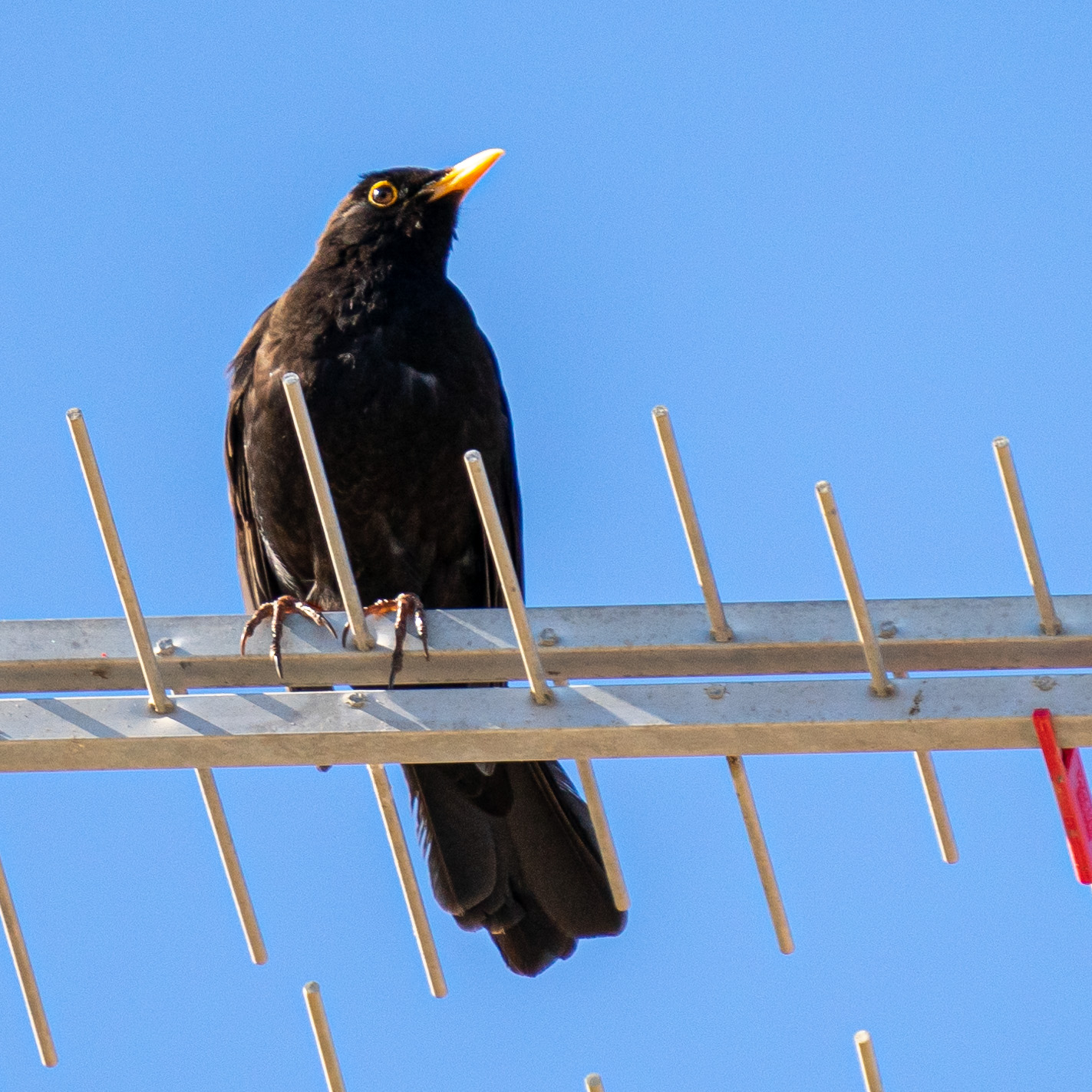 Bird photography during quarantine