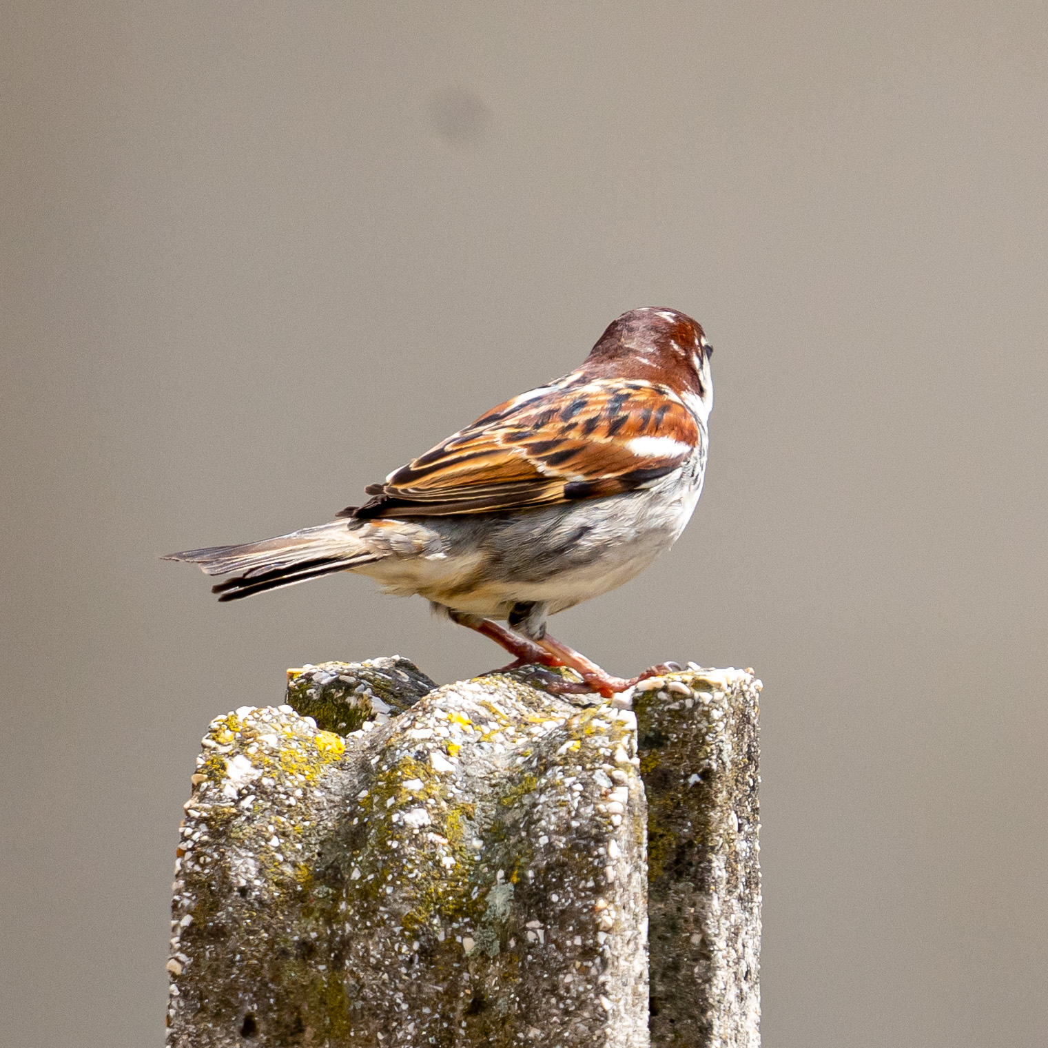 Bird photography during quarantine