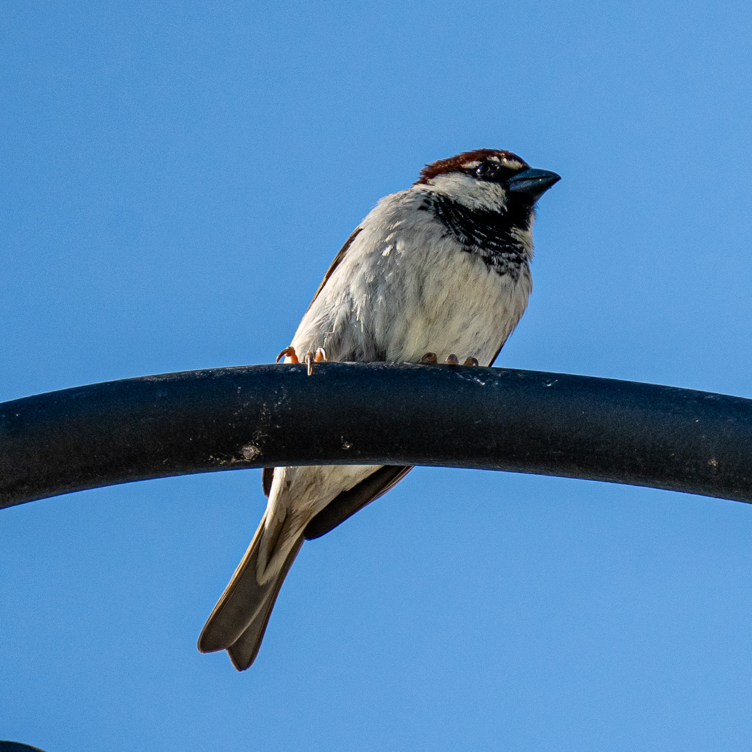 Bird photography during quarantine