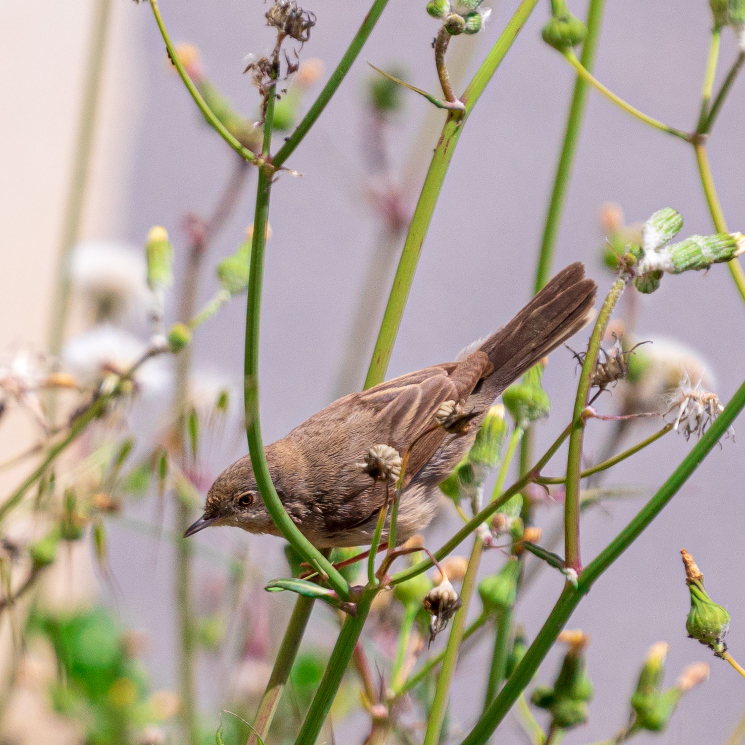 Bird photography during quarantine