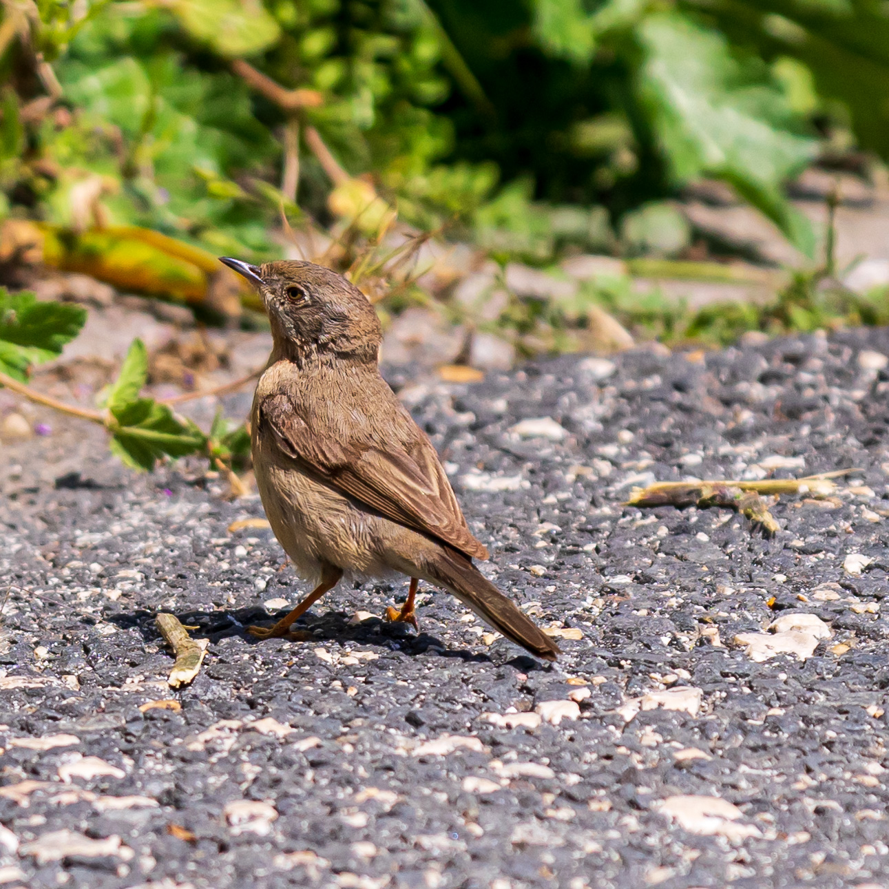 Bird photography during quarantine